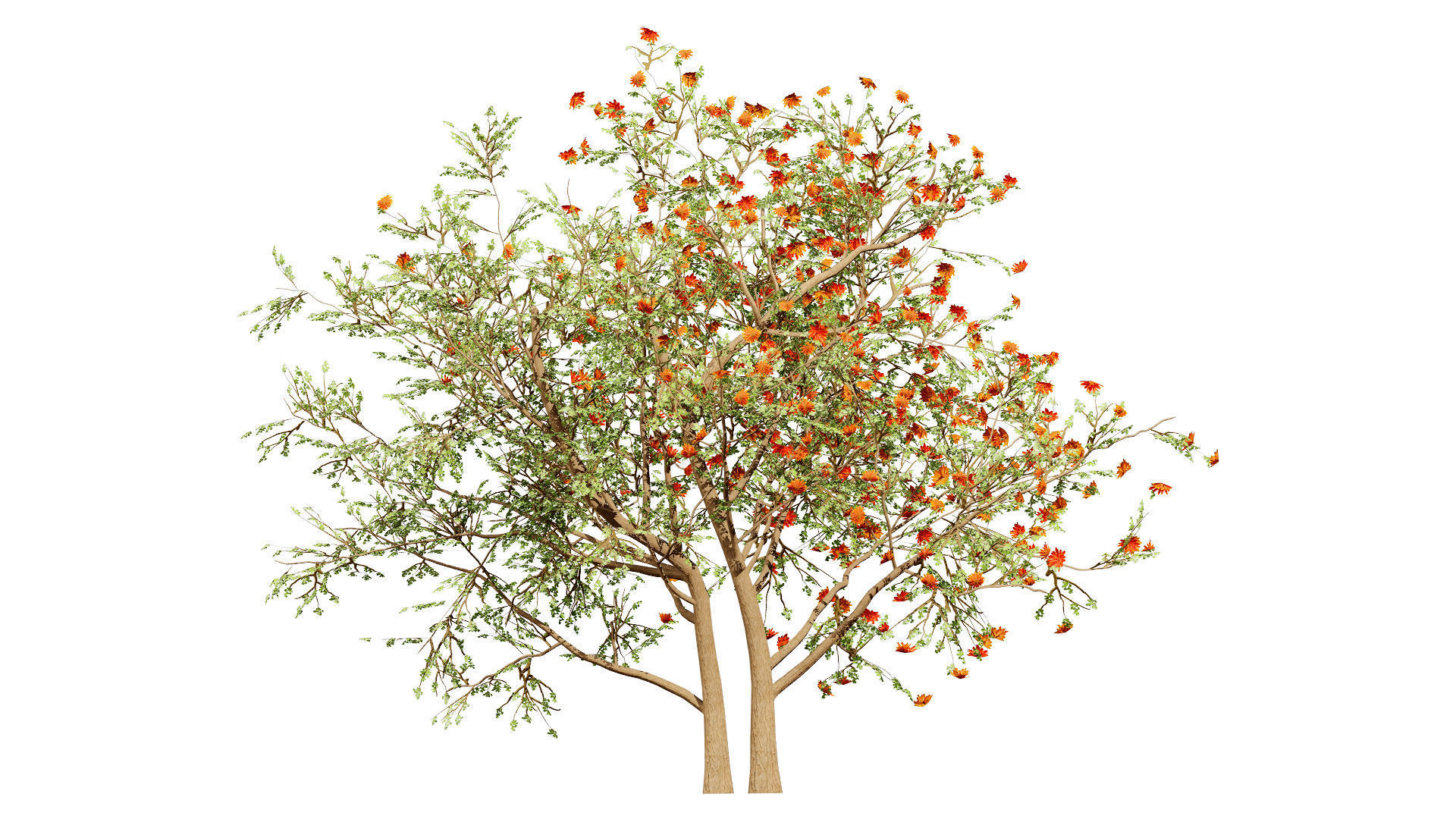 South African Erythrina lysistemon Tree Low-poly 3D model_2