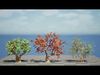South African Erythrina lysistemon Tree Low-poly 3D model_1