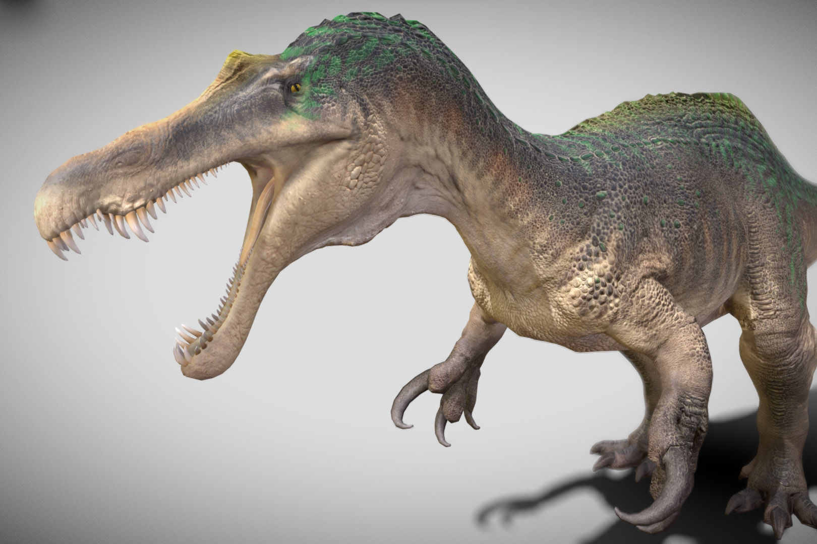 Suchomimus Low-poly 3D model_10