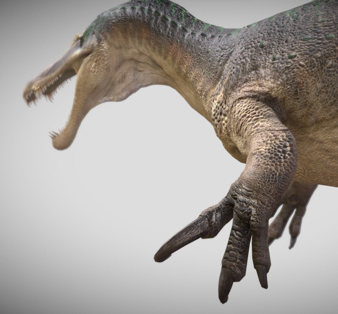 Suchomimus Low-poly 3D model_9