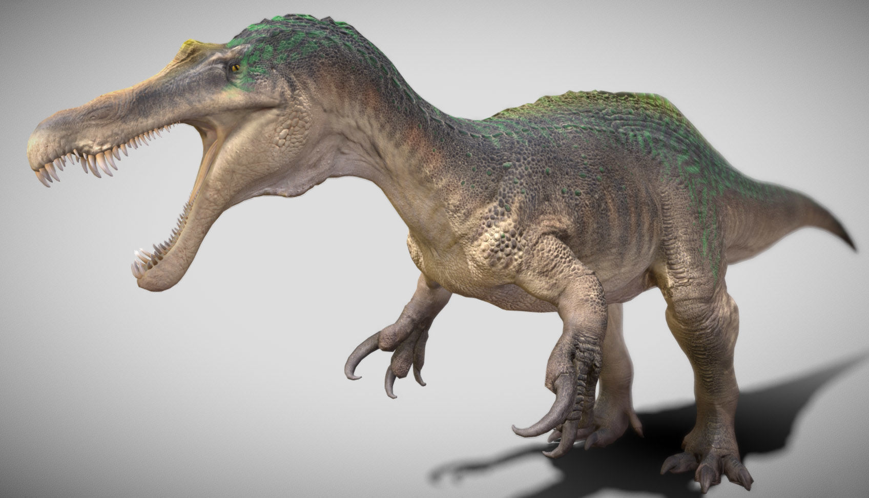 Suchomimus Low-poly 3D model_6