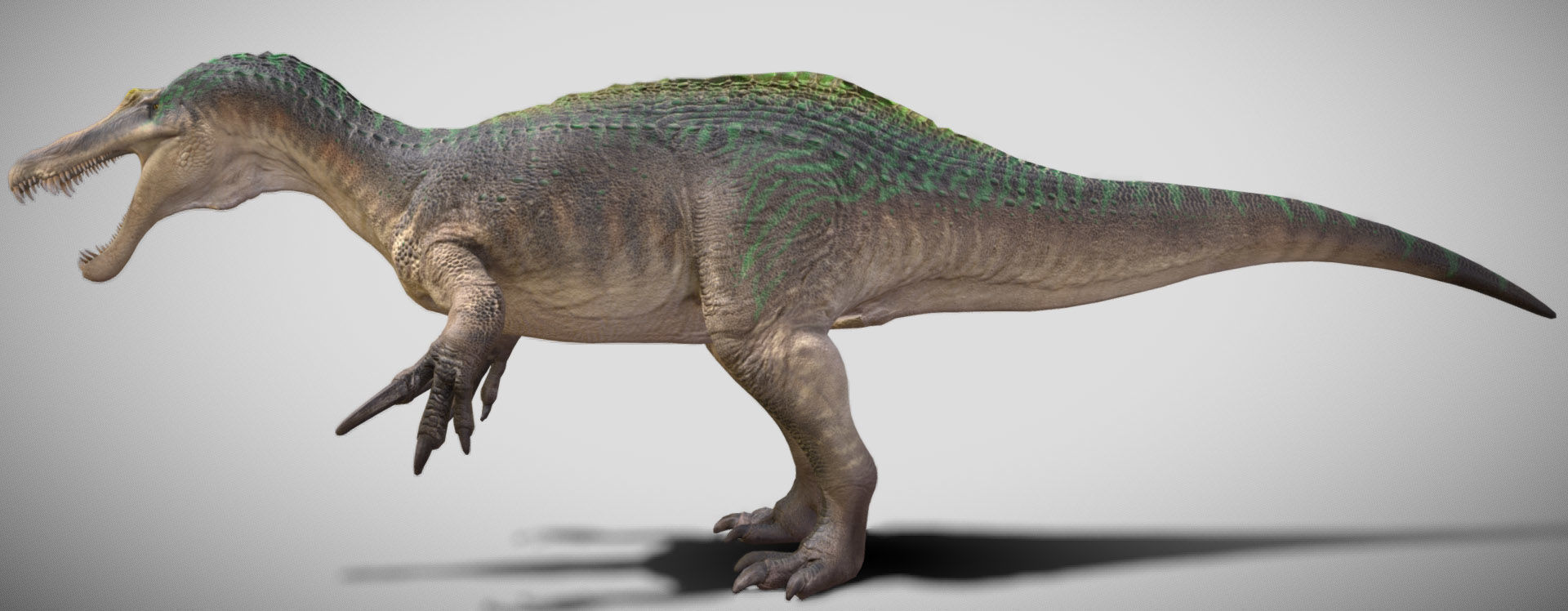 Suchomimus Low-poly 3D model_12