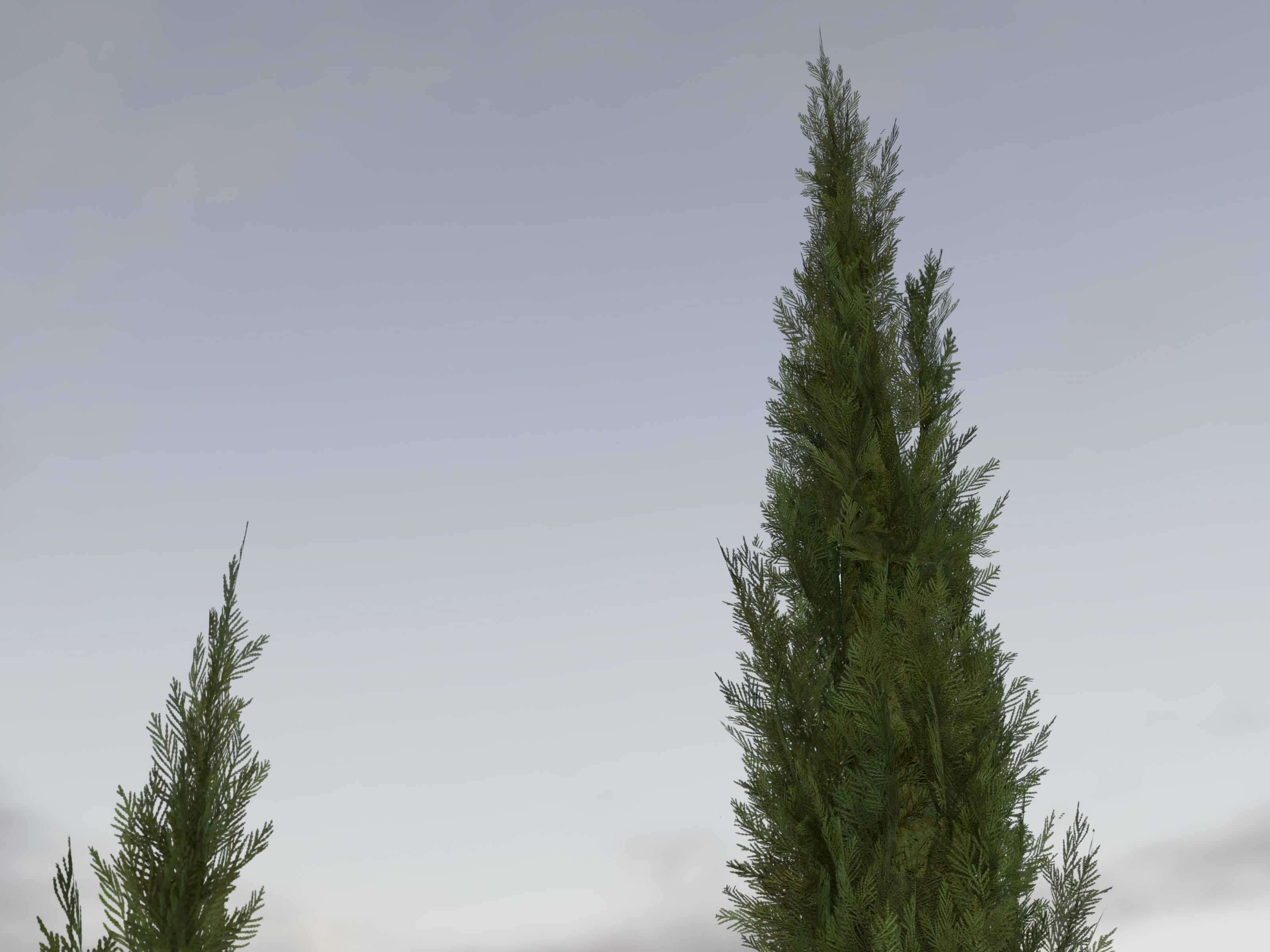 Nature Assets - Italian Cypress Low-poly 3D model_2