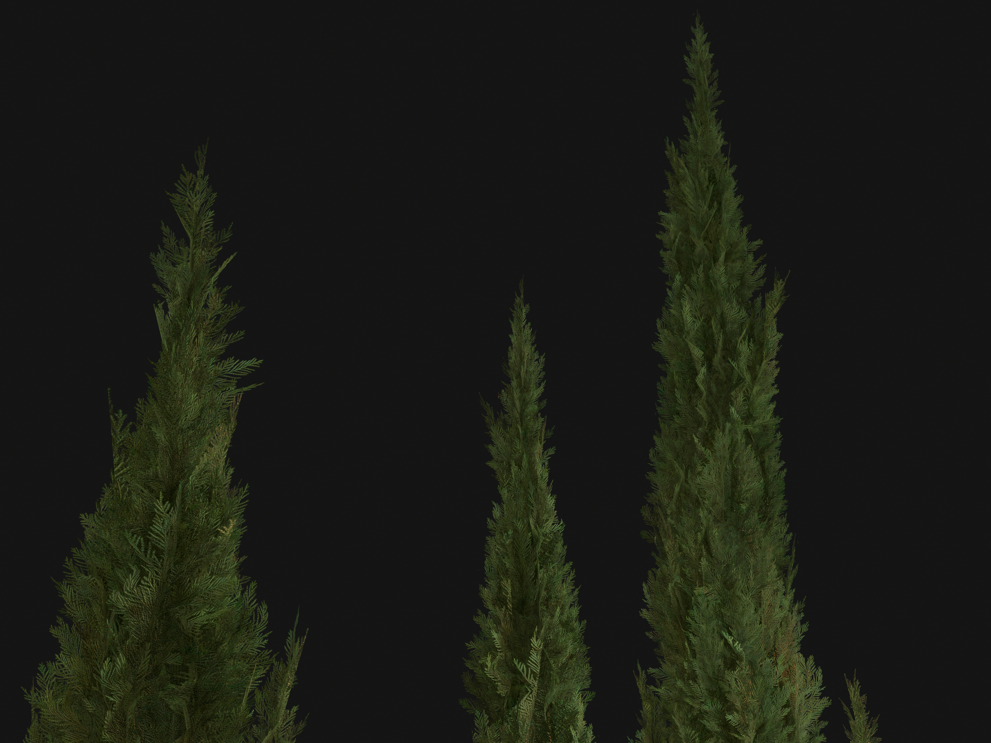Nature Assets - Italian Cypress Low-poly 3D model_7