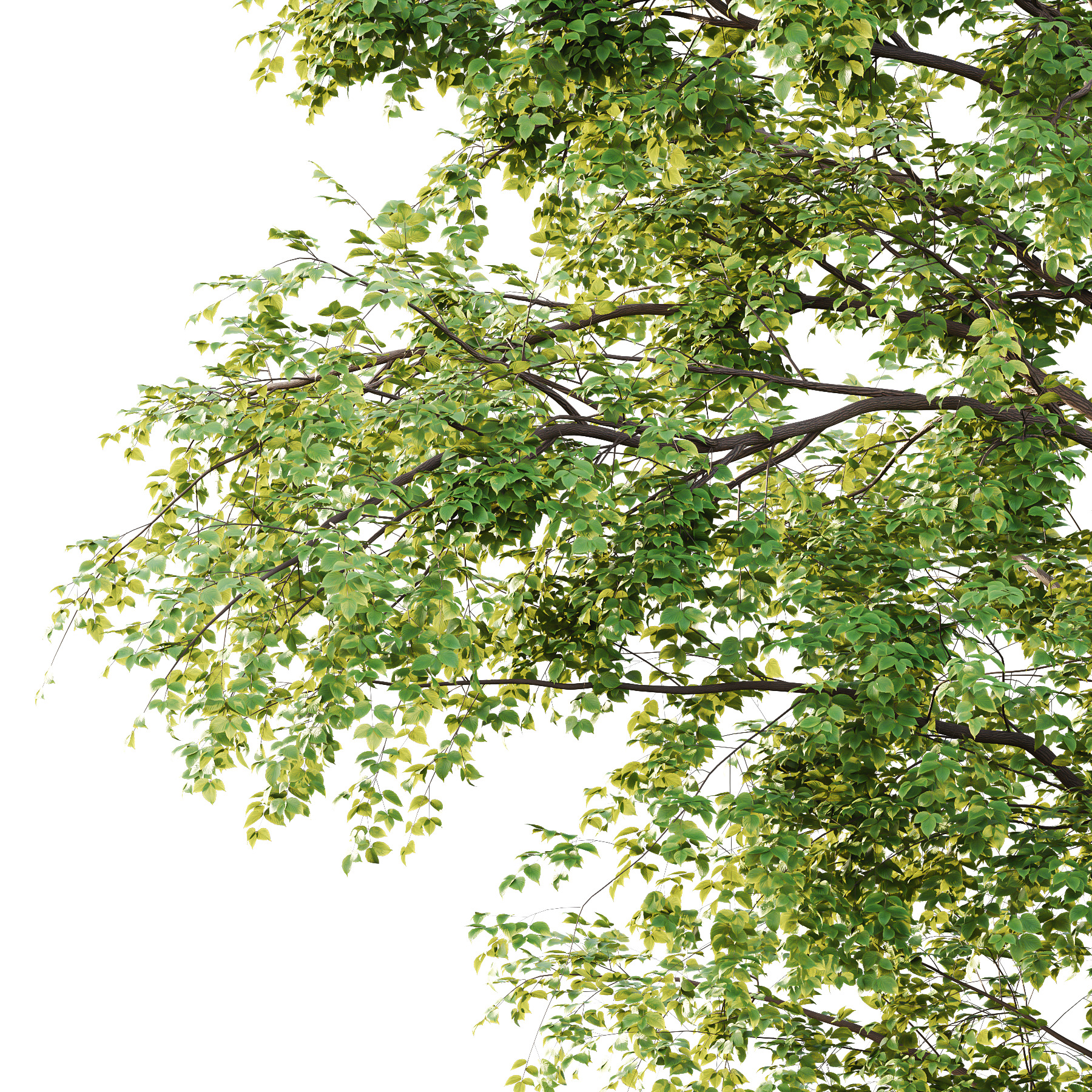 Alder Tree 04 3D model_1