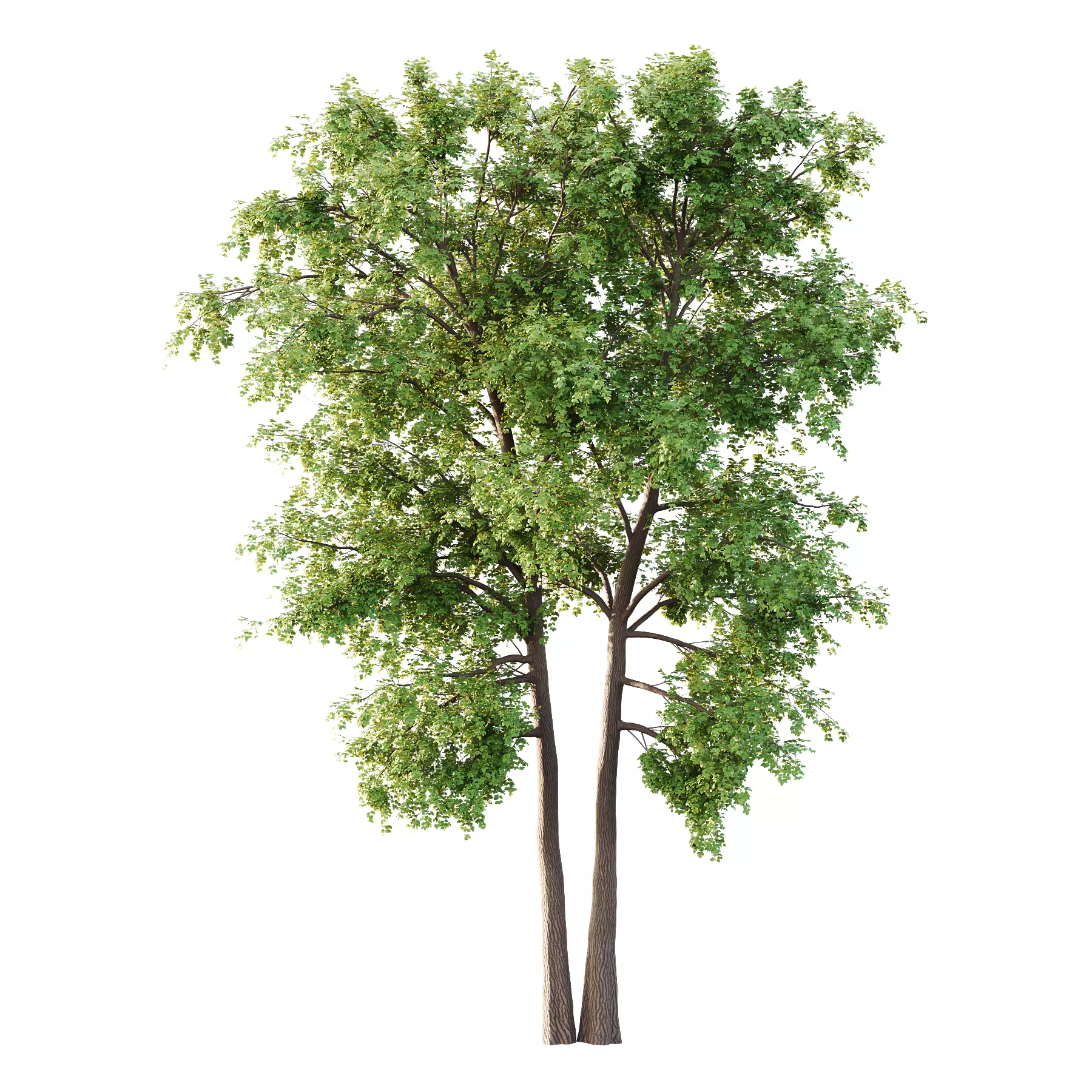 Alder Tree 04 3D model_0
