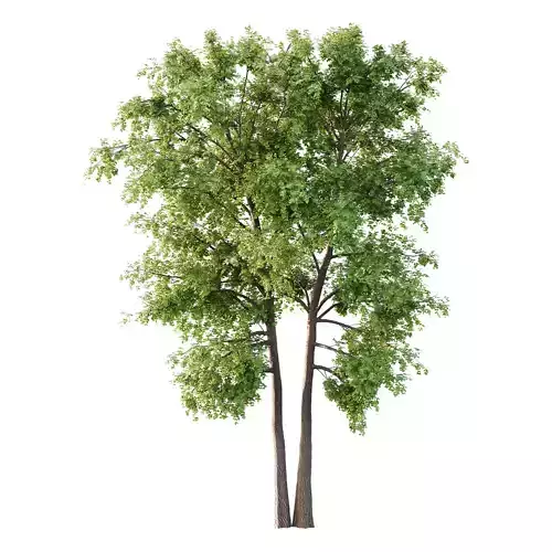 Alder Tree 04 3D model Alder Tree 04 3D model
