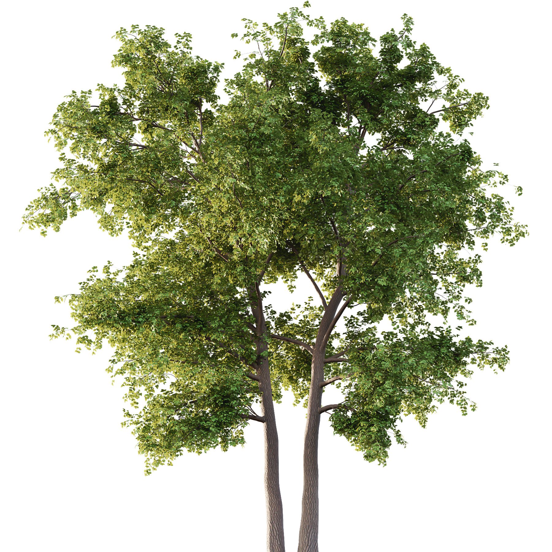 Alder Tree 04 3D model_2