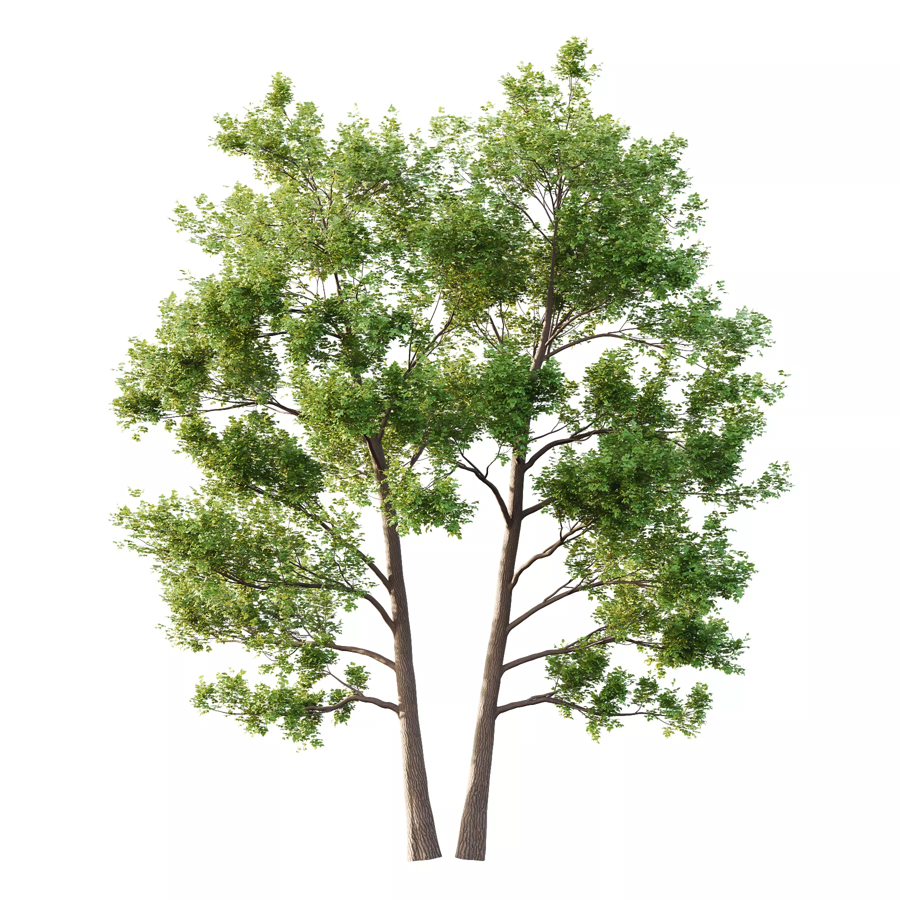 Alder Tree 05 3D model_0