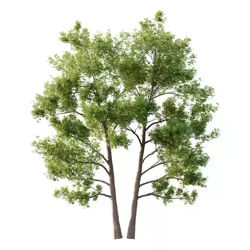 Alder Tree 05 3D model Alder Tree 05 3D model