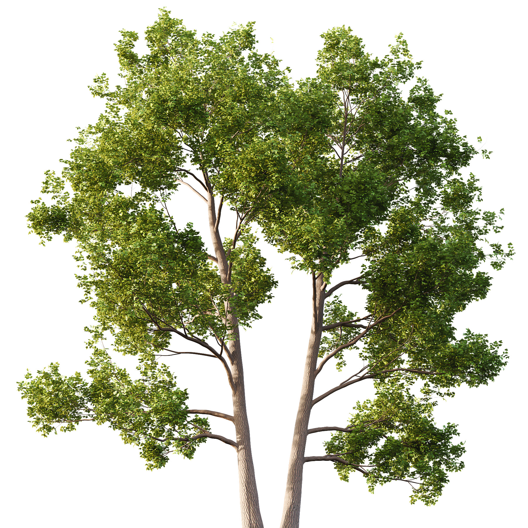 Alder Tree 05 3D model_2