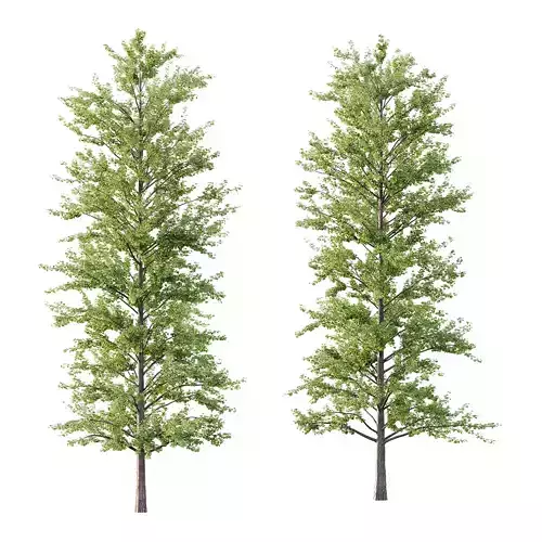 Maidenhair Ginkgo Biloba Tree 09 3D model