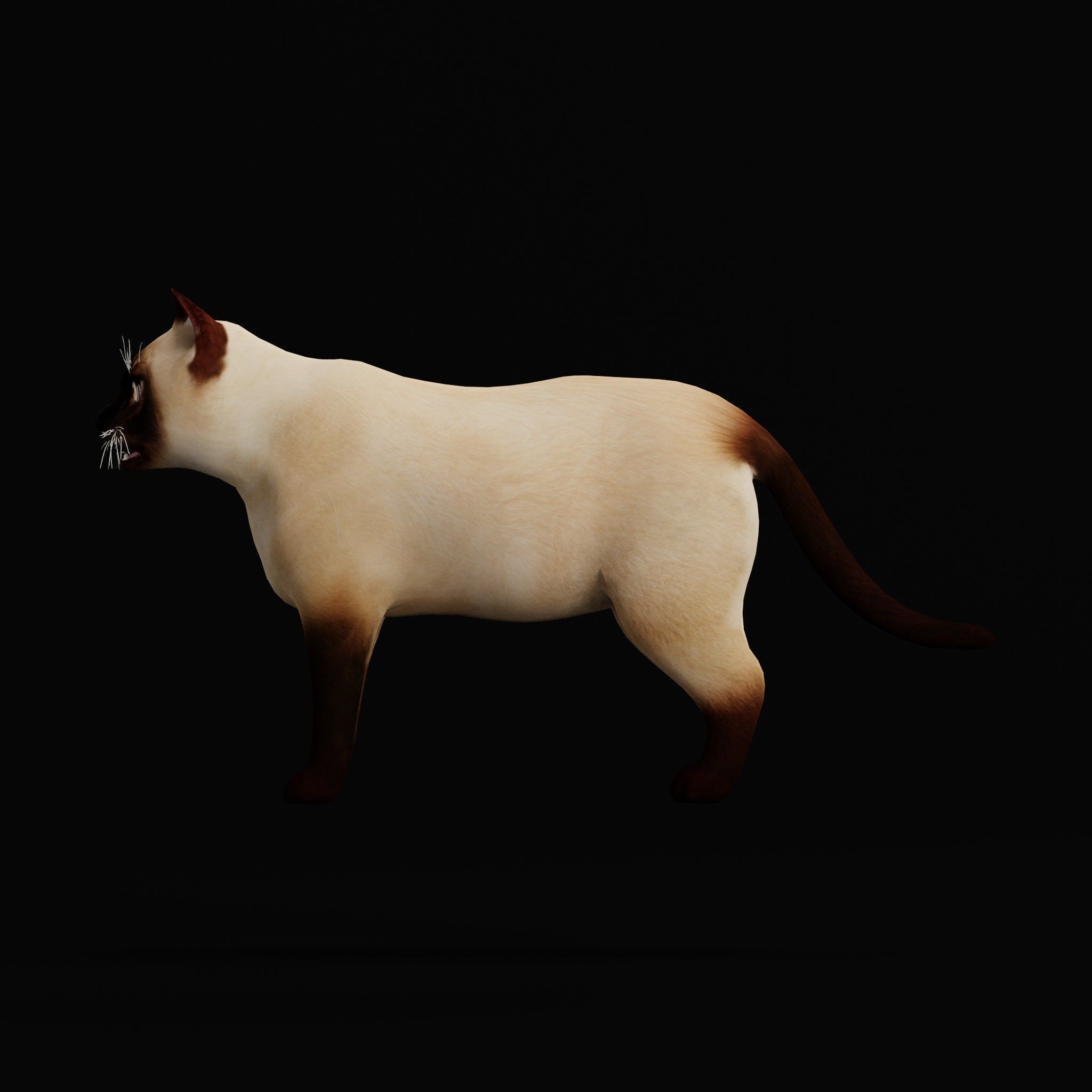 Cats Pack Low-poly 3D model_24