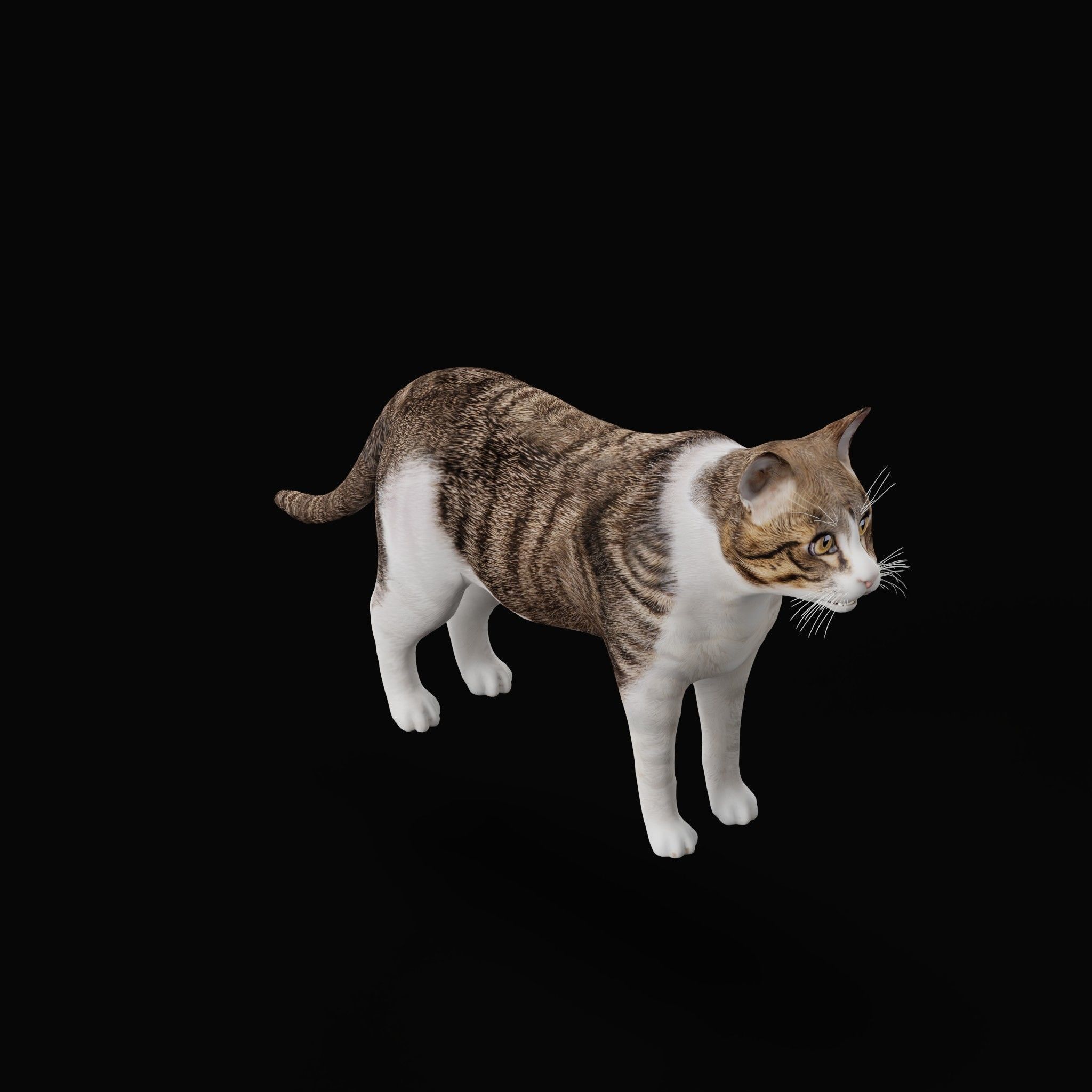 Cats Pack Low-poly 3D model_45