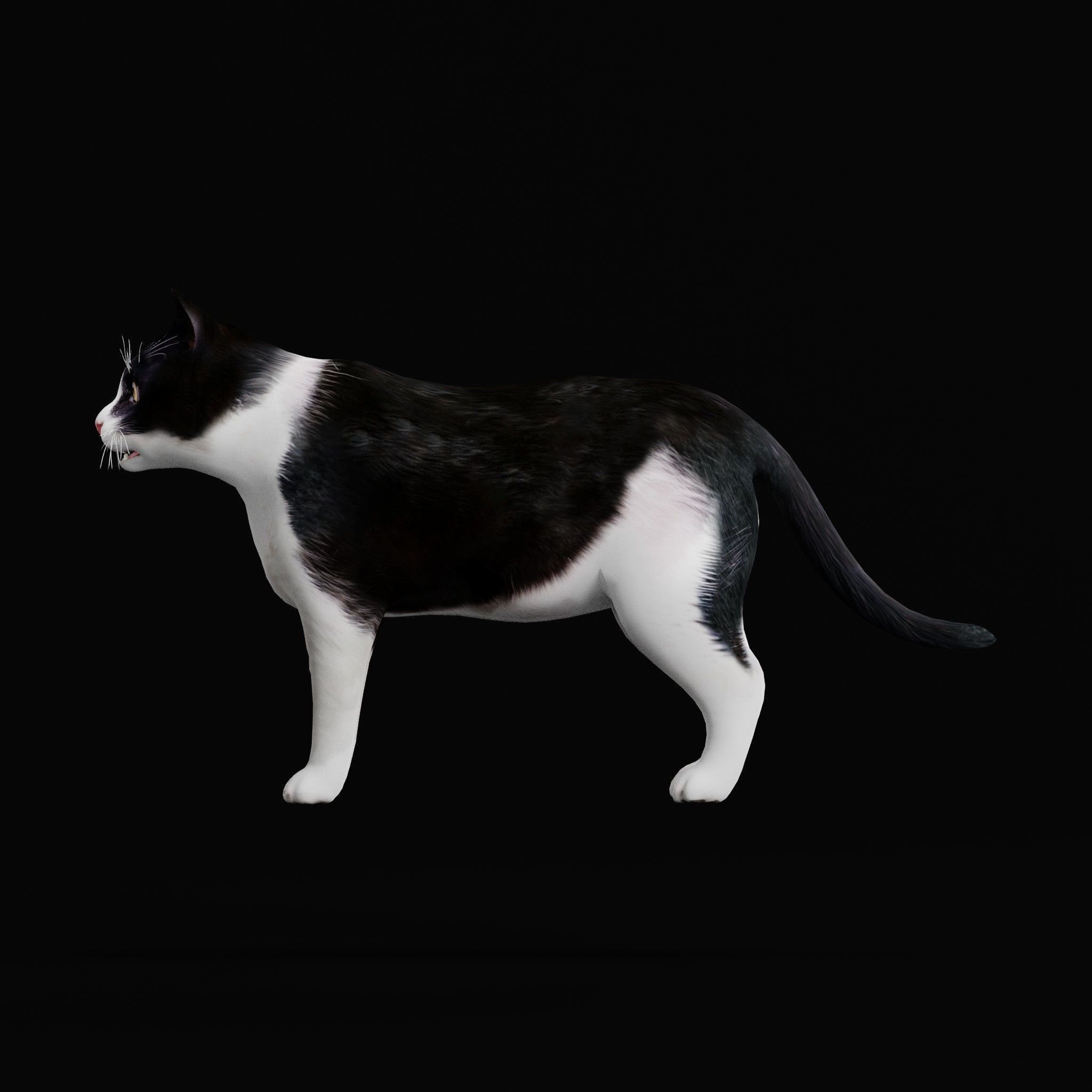 Cats Pack Low-poly 3D model_20