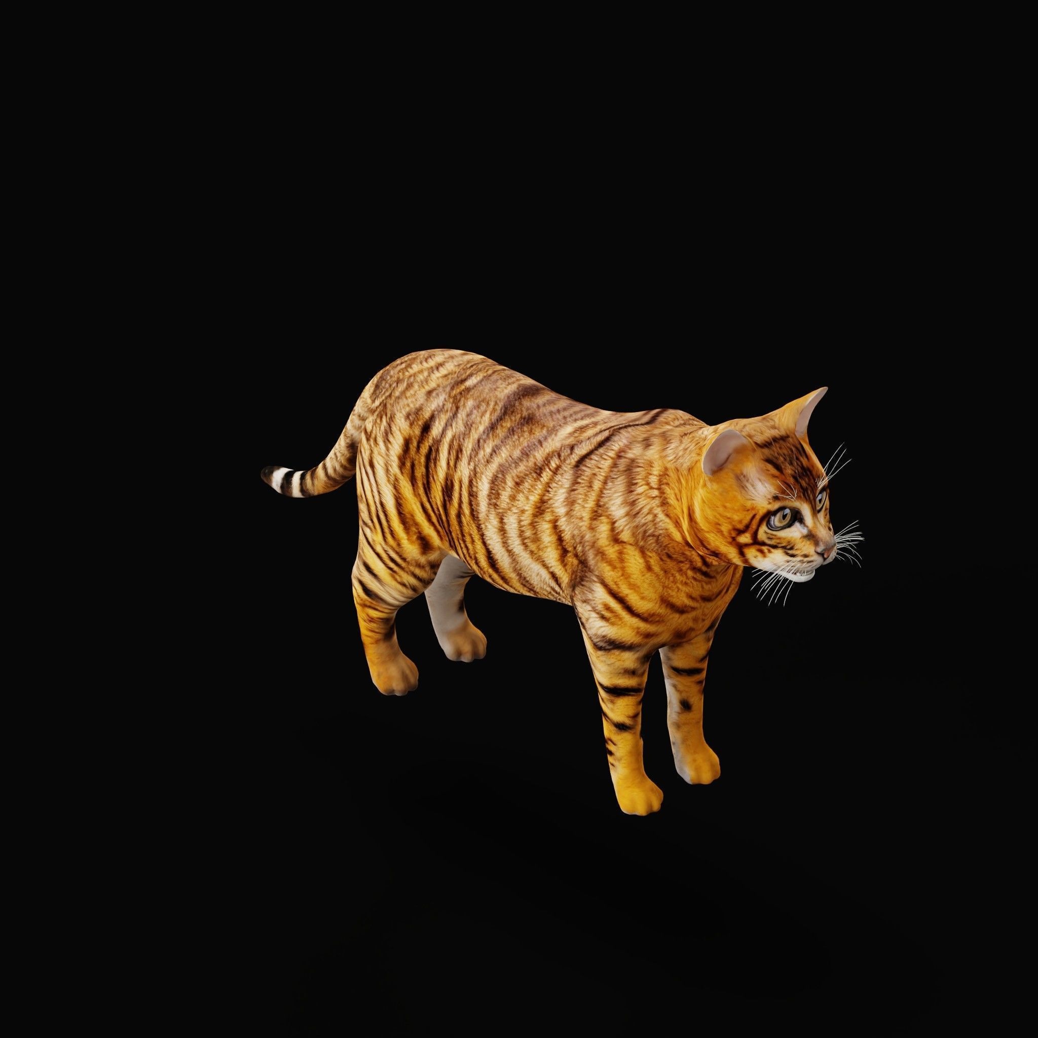 Cats Pack Low-poly 3D model_48