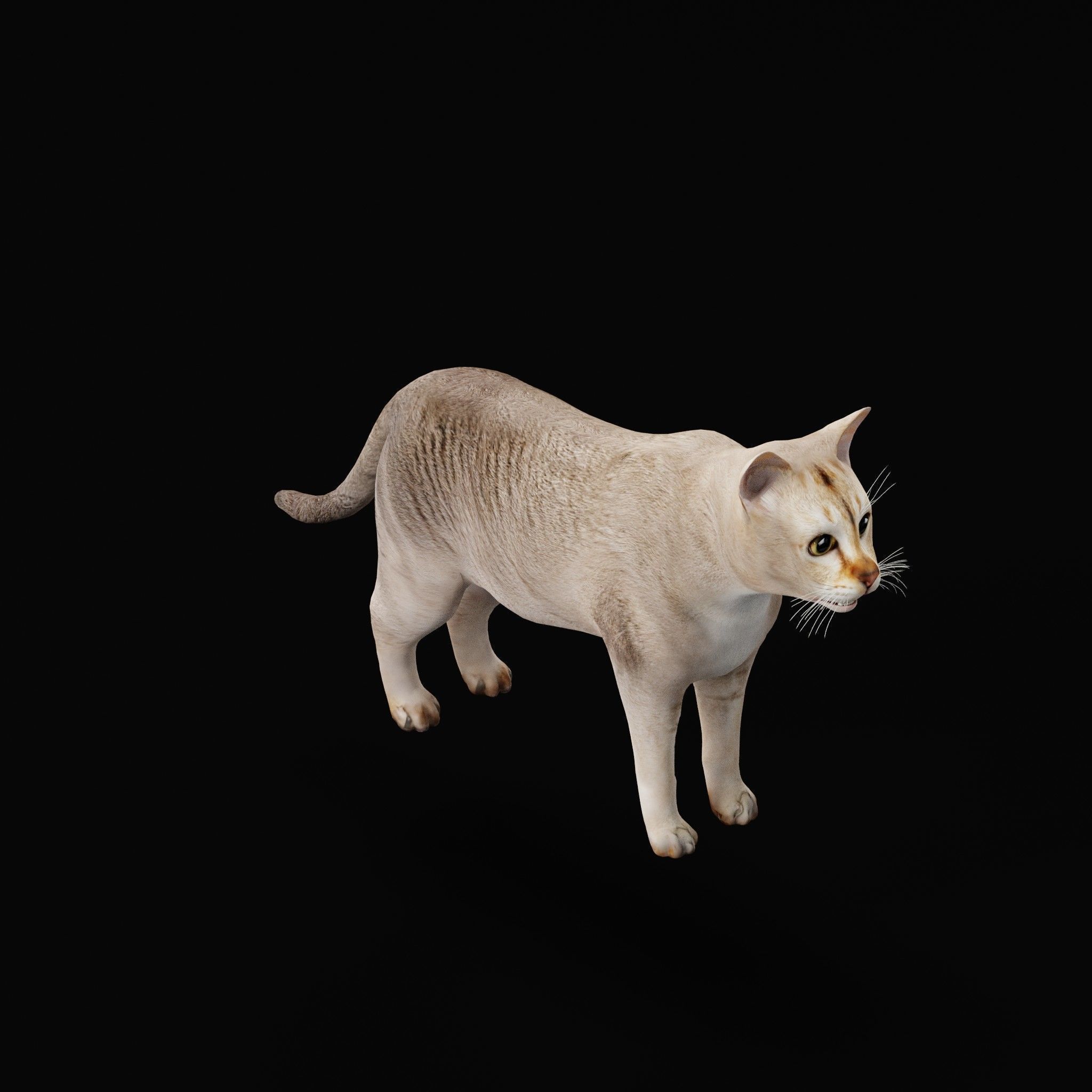 Cats Pack Low-poly 3D model_44