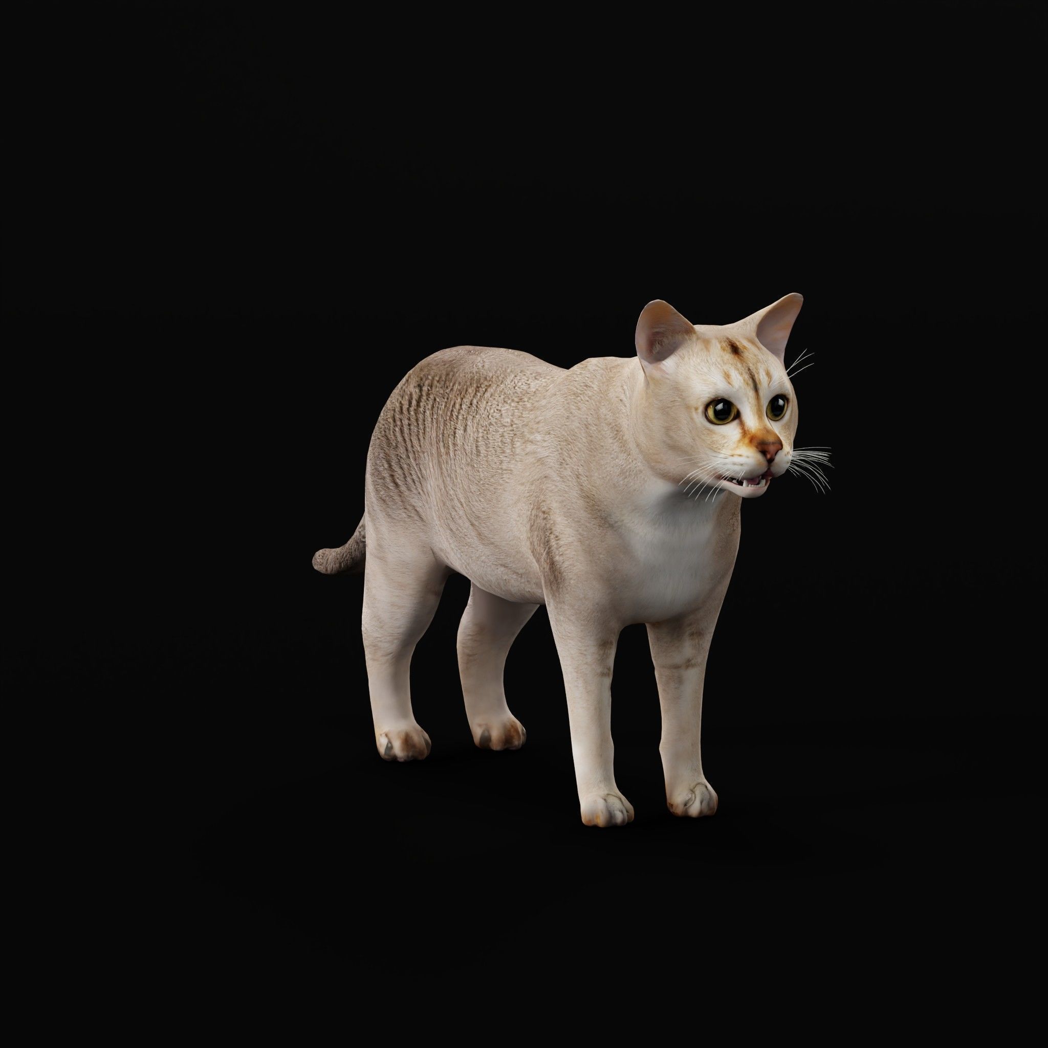 Cats Pack Low-poly 3D model_38