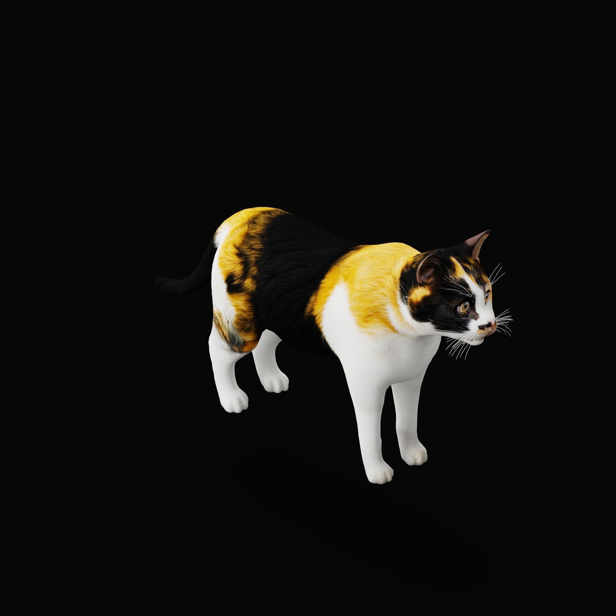 Cats Pack Low-poly 3D model_41