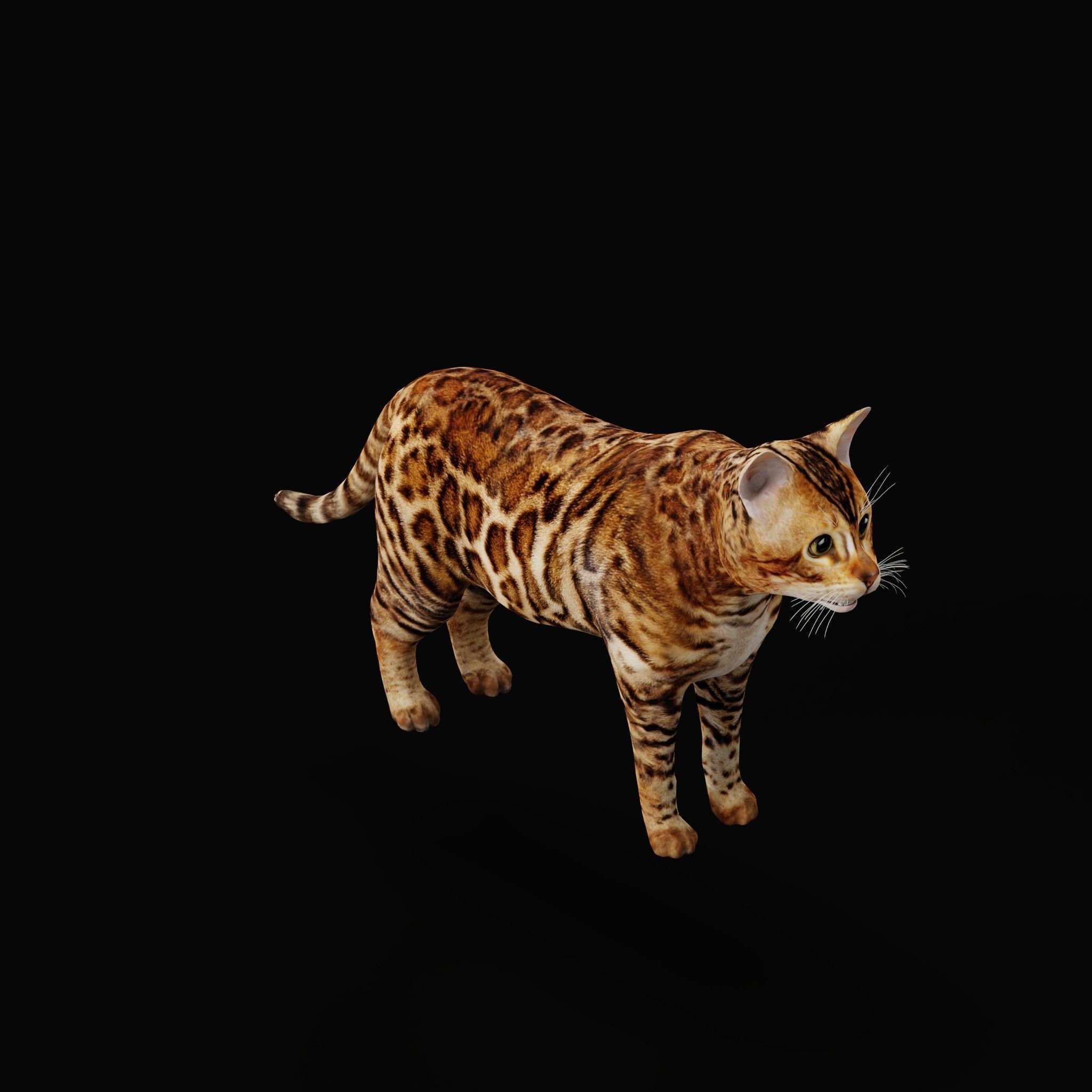 Cats Pack Low-poly 3D model_26