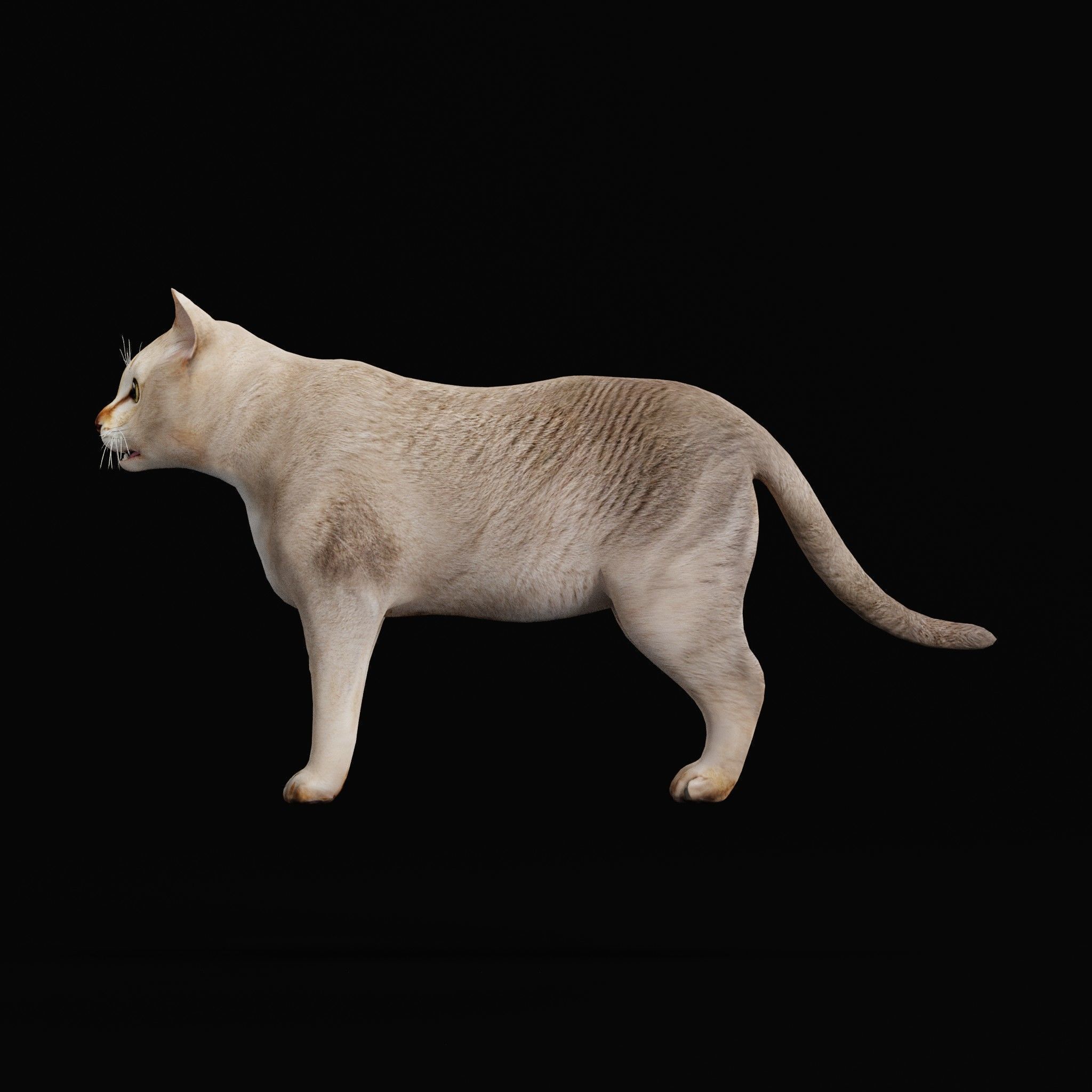 Cats Pack Low-poly 3D model_46