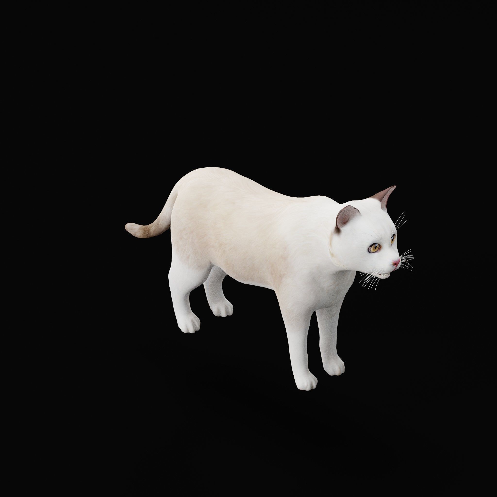 Cats Pack Low-poly 3D model_39