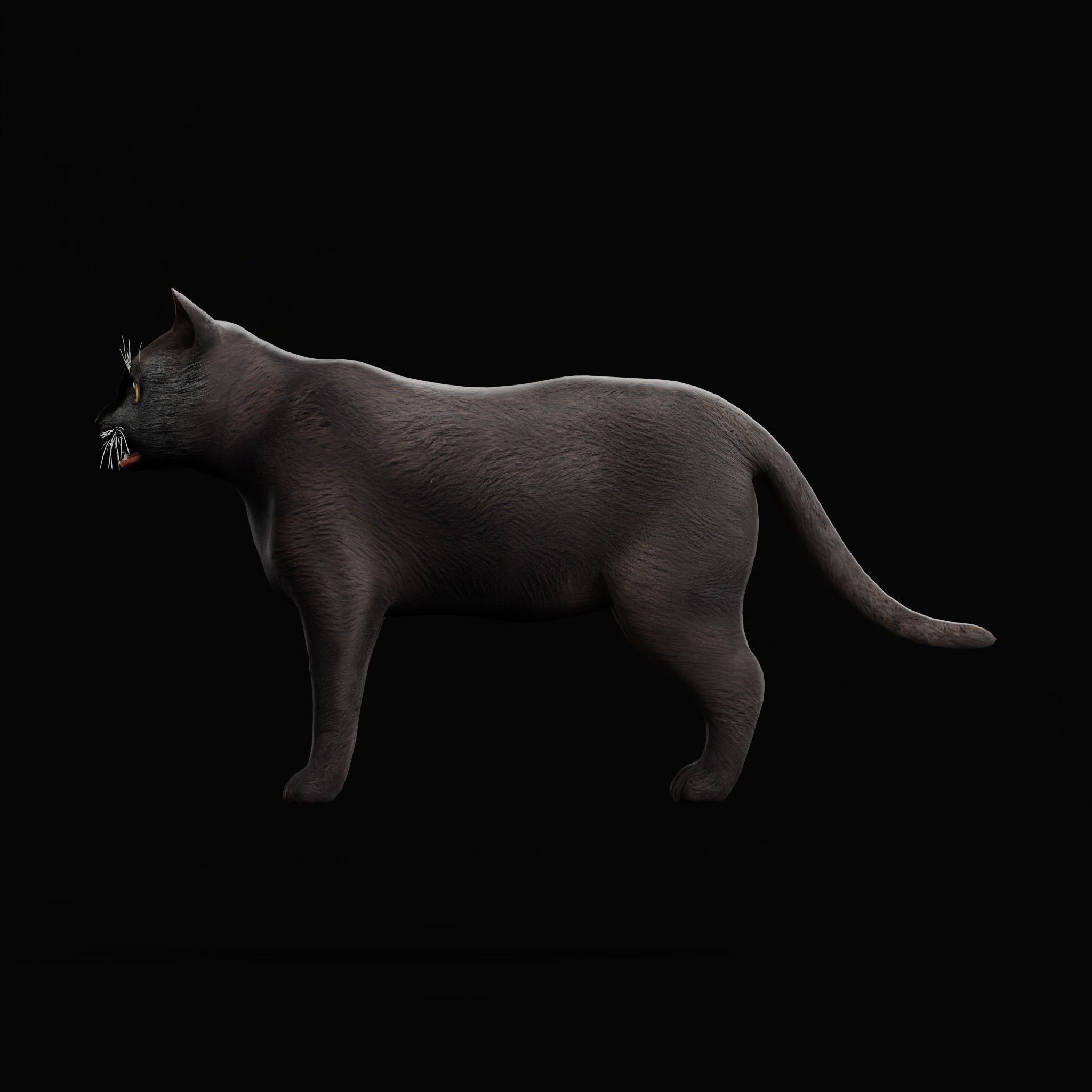 Cats Pack Low-poly 3D model_27