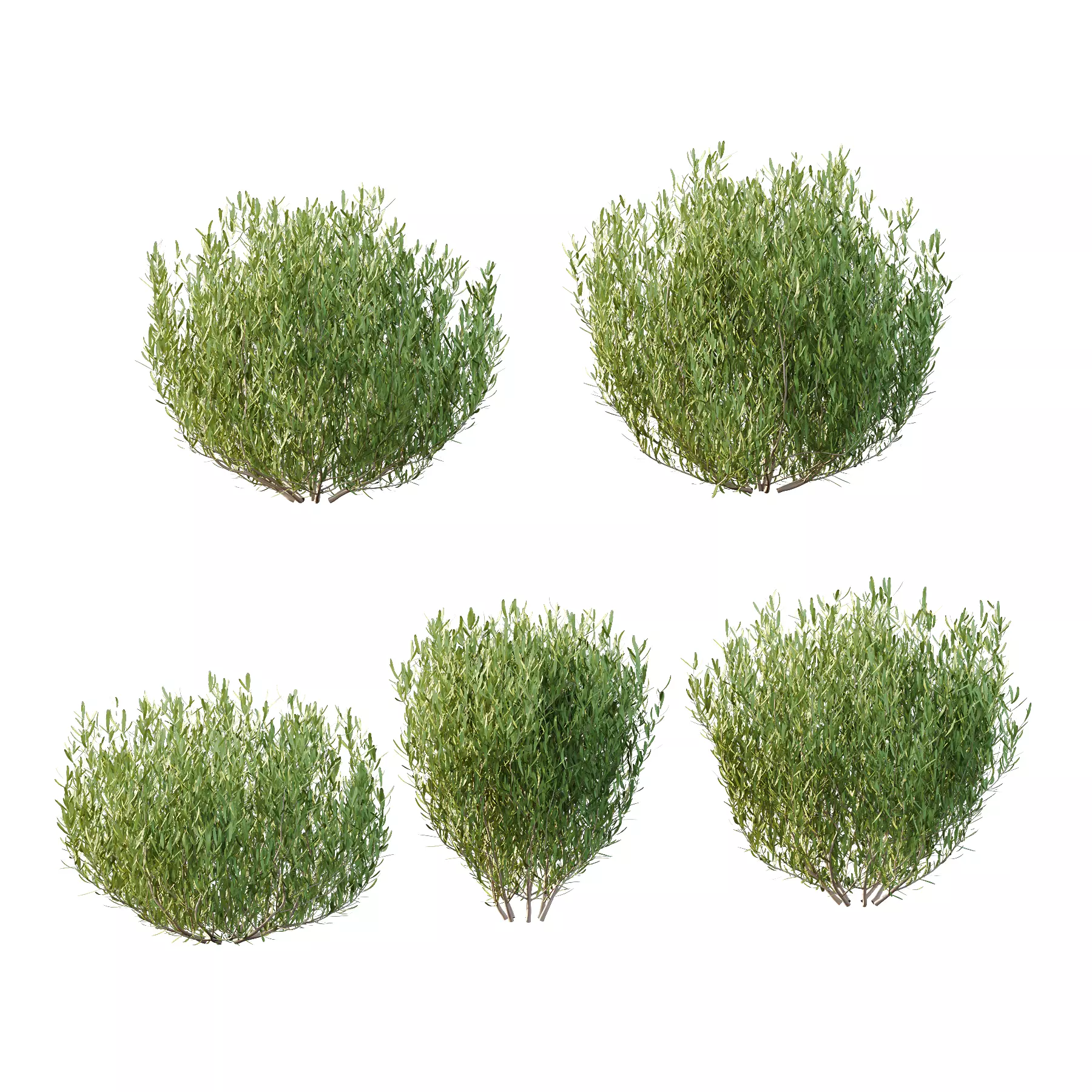 plant bush Lavandula pedunculata 01 3D model_0