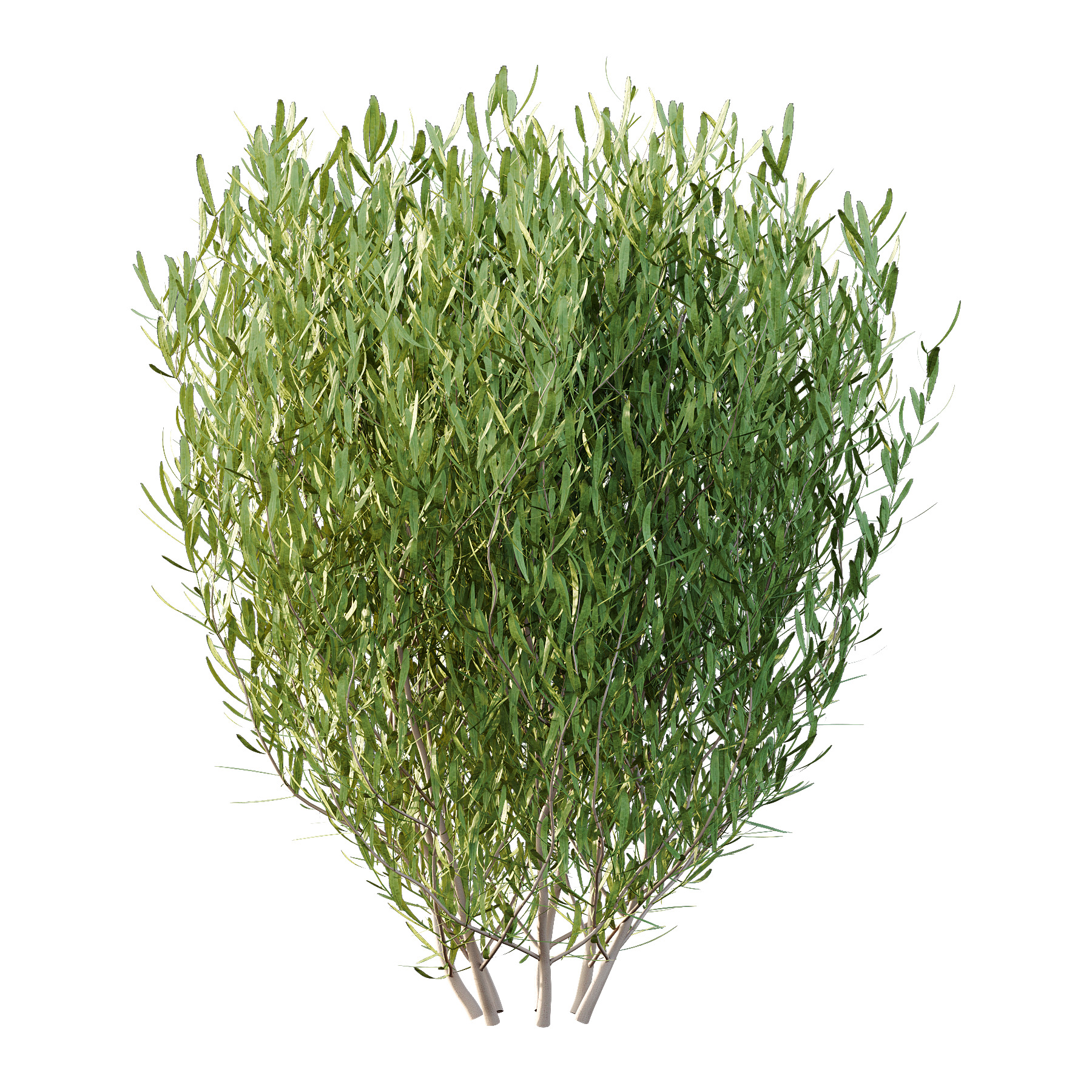 plant bush Lavandula pedunculata 01 3D model_3