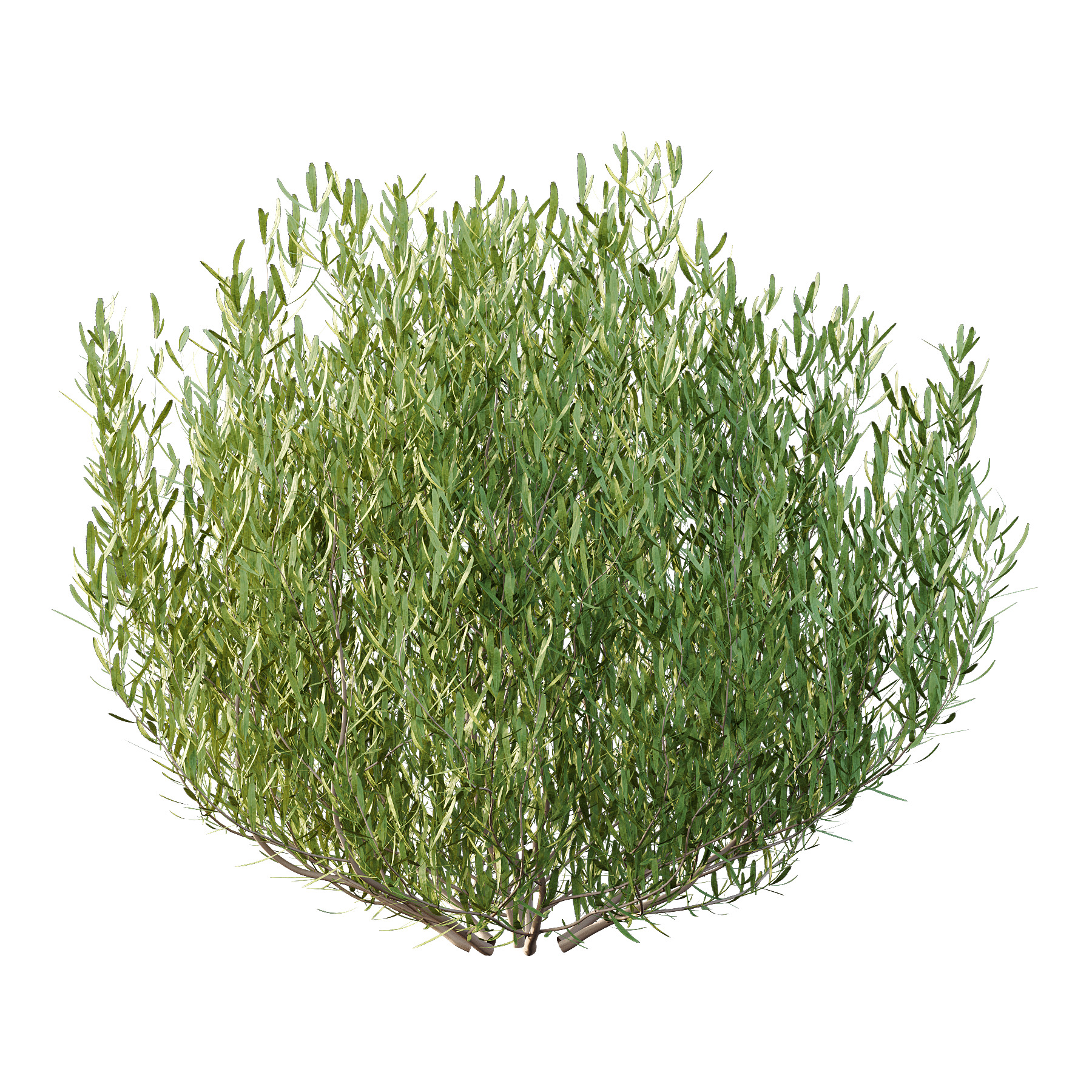 plant bush Lavandula pedunculata 01 3D model_1