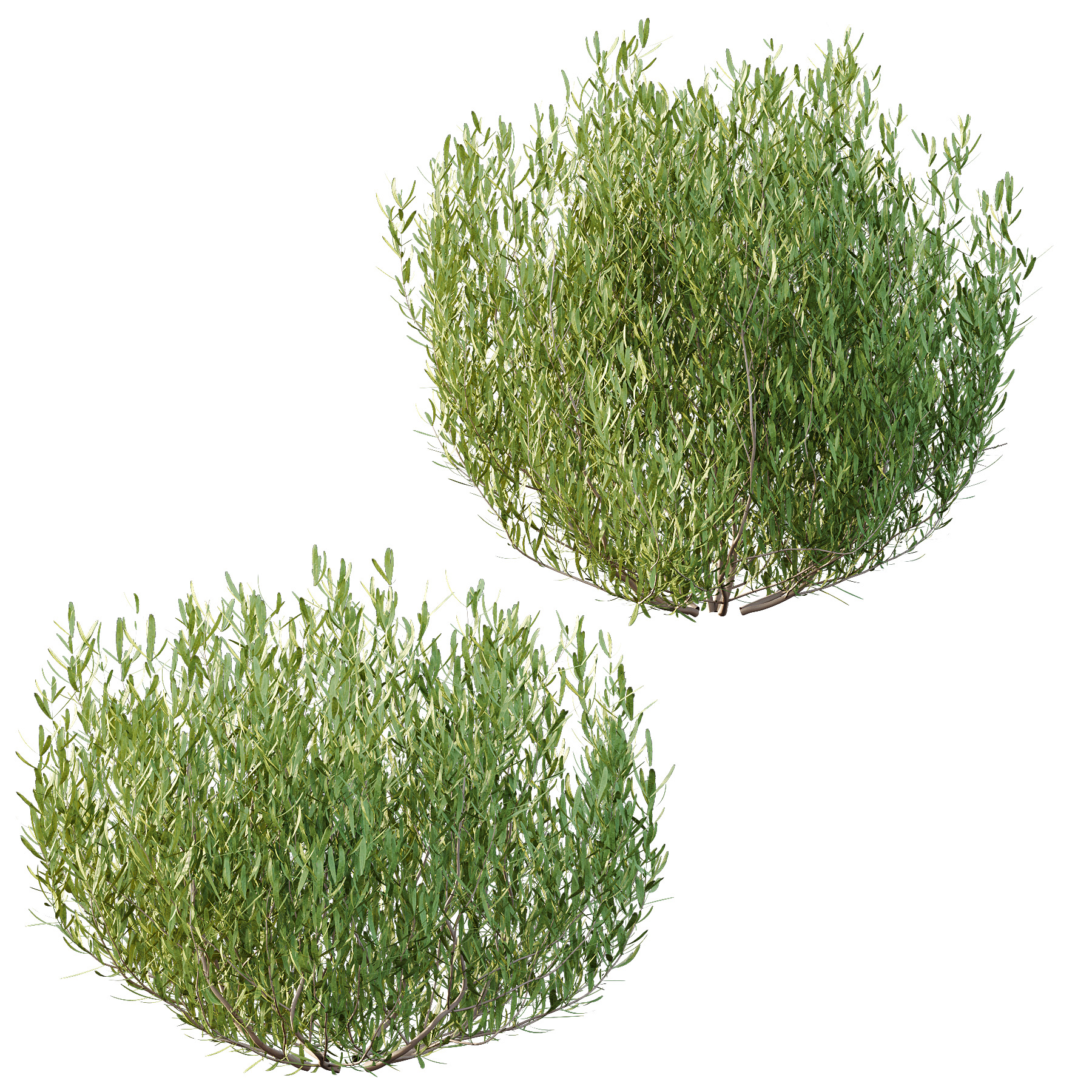 plant bush Lavandula pedunculata 01 3D model_2