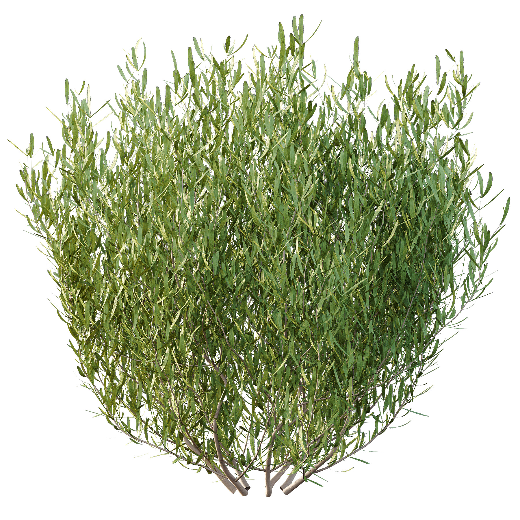 plant bush Lavandula pedunculata 01 3D model_4
