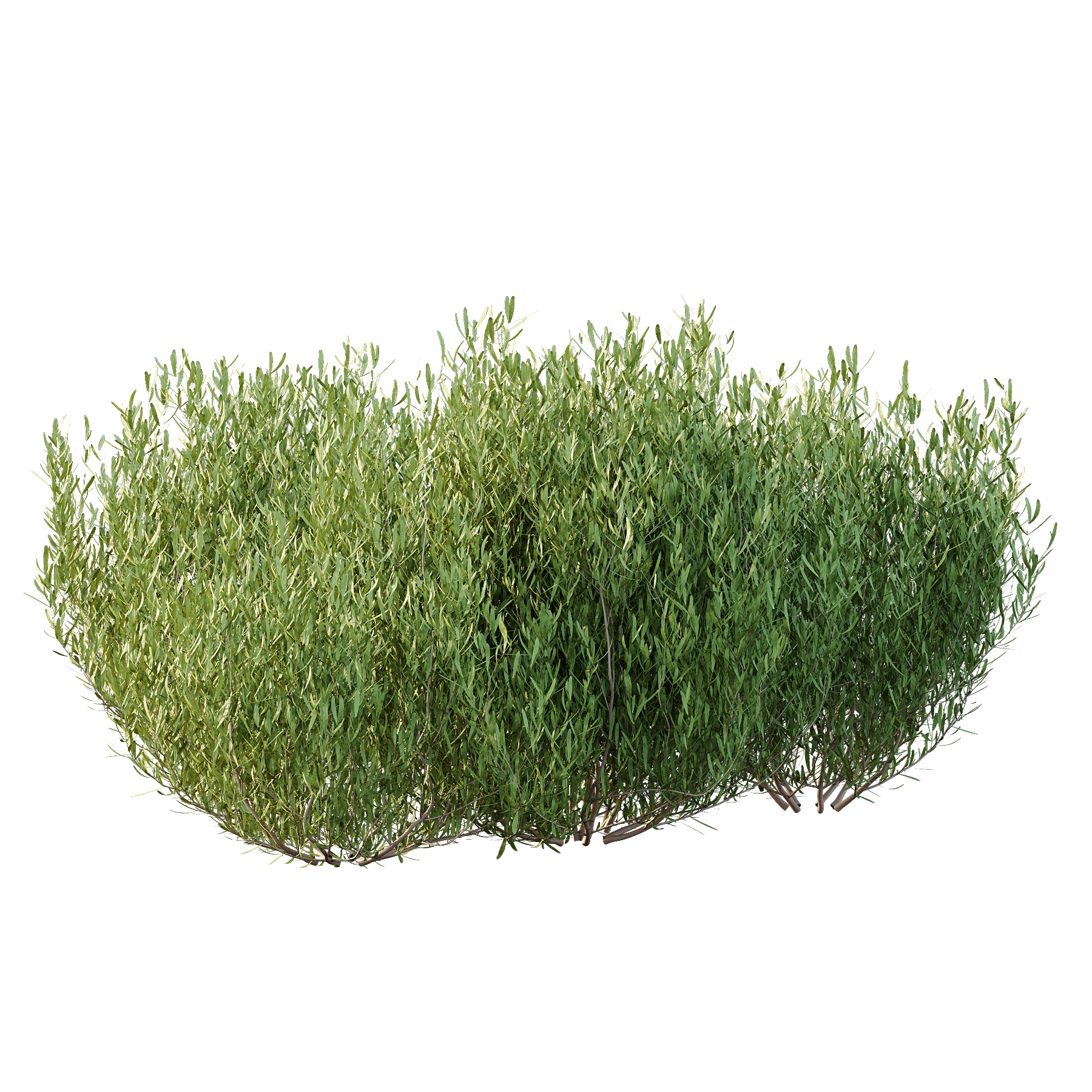 plant bush Lavandula pedunculata 01 3D model_5