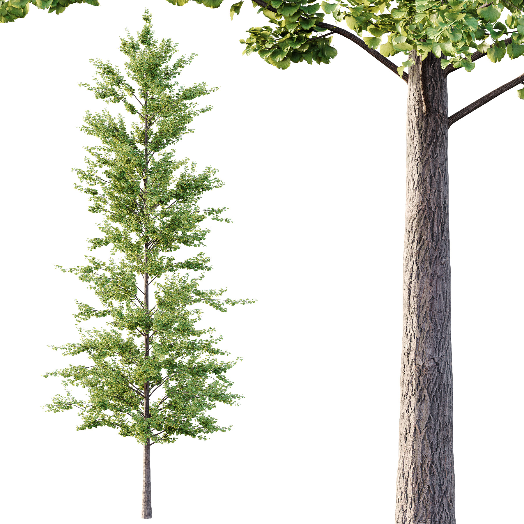 Maidenhair Ginkgo Biloba Tree 10 3D model_3