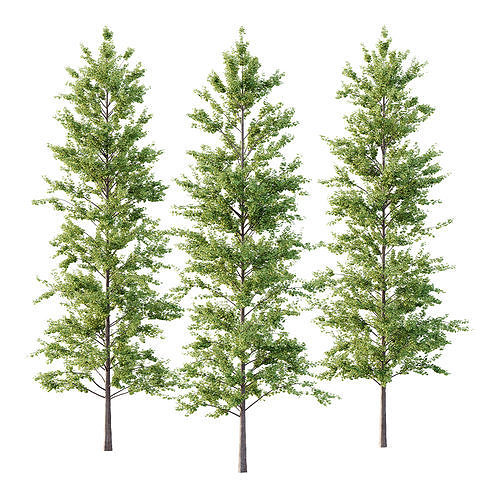 Maidenhair Ginkgo Biloba Tree 10 3D model
