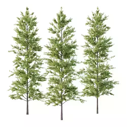 Maidenhair Ginkgo Biloba Tree 10