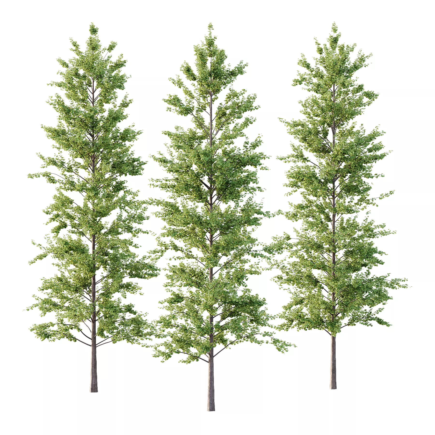 Maidenhair Ginkgo Biloba Tree 10 3D model_0