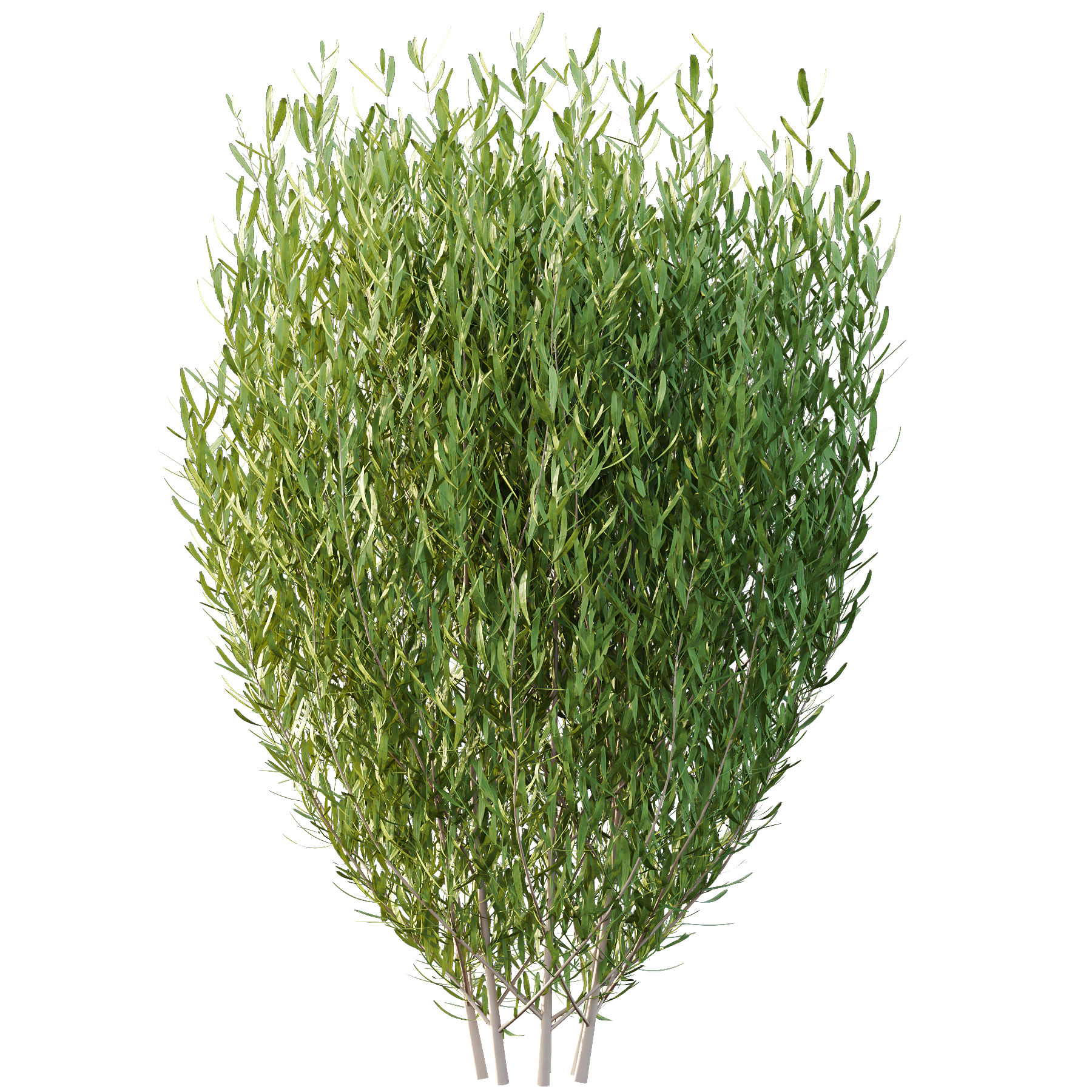 plant bush Lavandula pedunculata 02 3D model_5