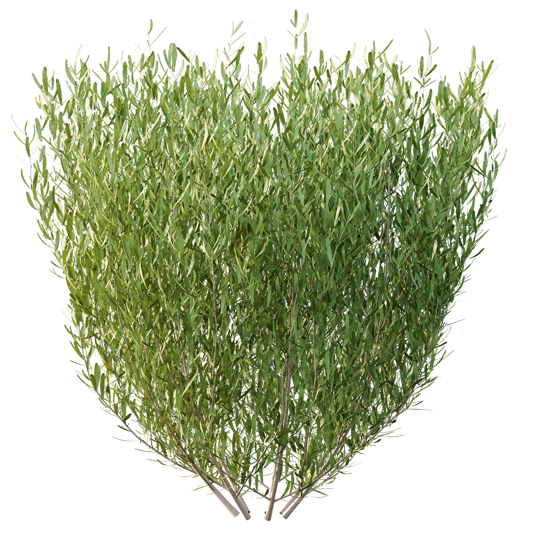 plant bush Lavandula pedunculata 02 3D model_4