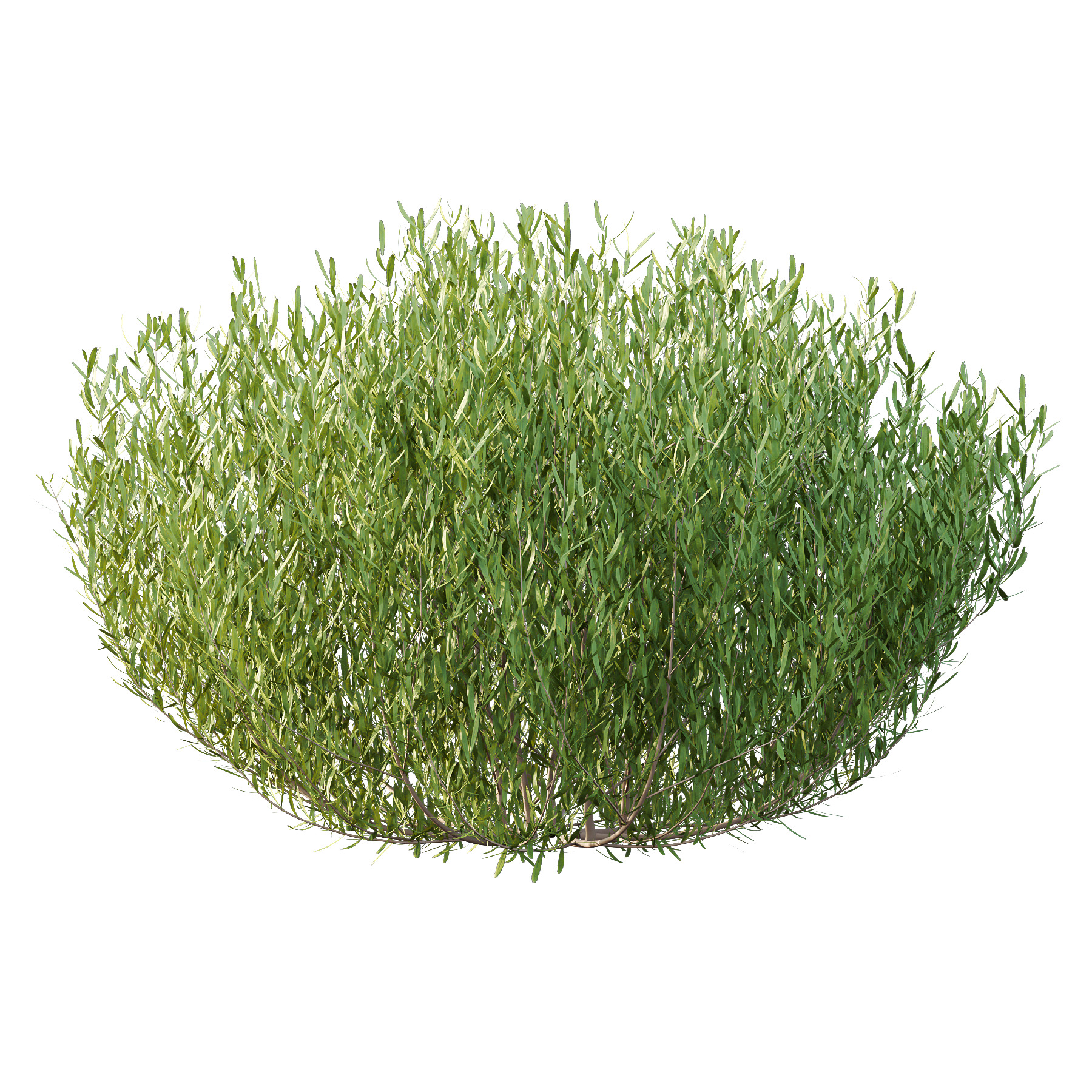 plant bush Lavandula pedunculata 02 3D model_3