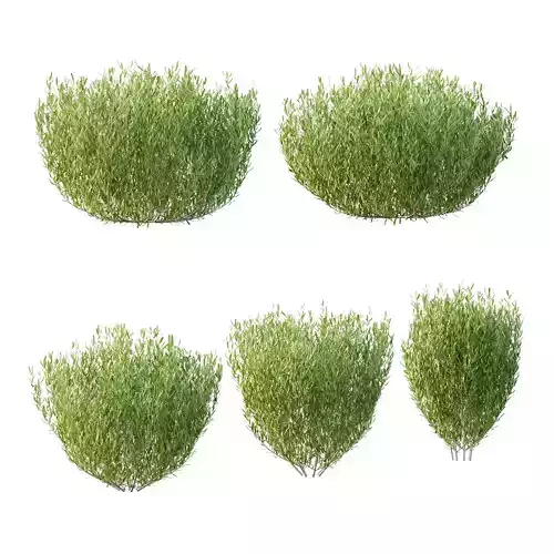 plant bush Lavandula pedunculata 02 3D model