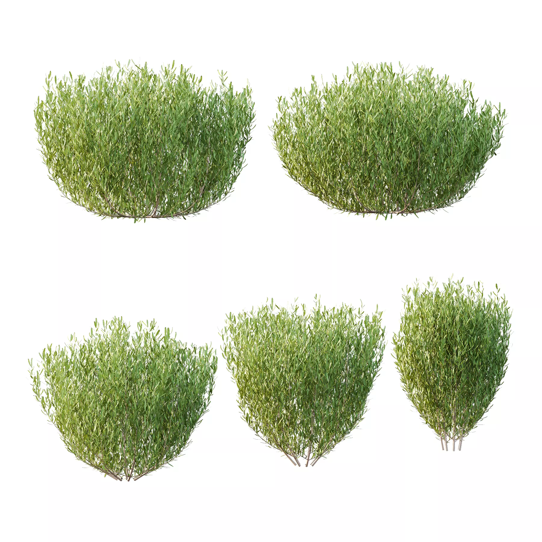 plant bush Lavandula pedunculata 02 3D model_0