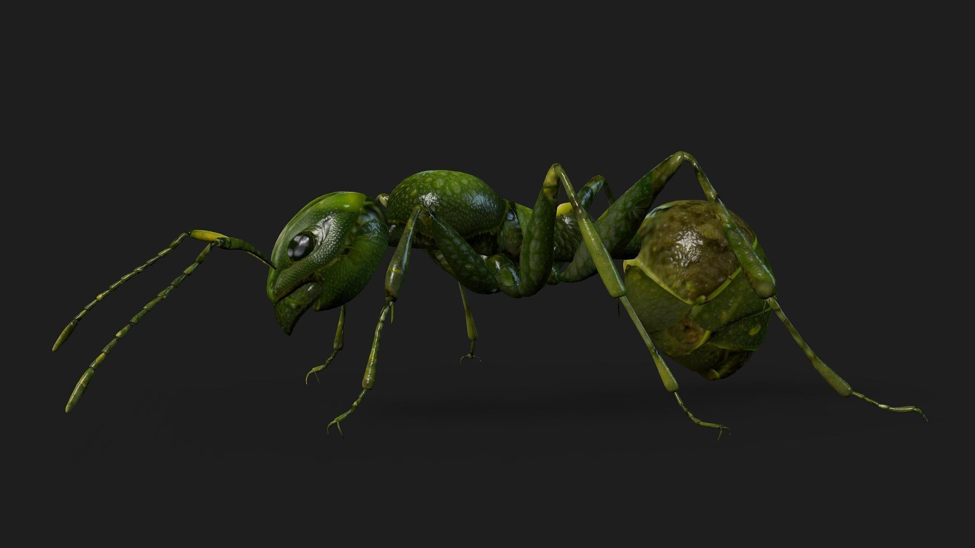 Ant-V1 3D model_4