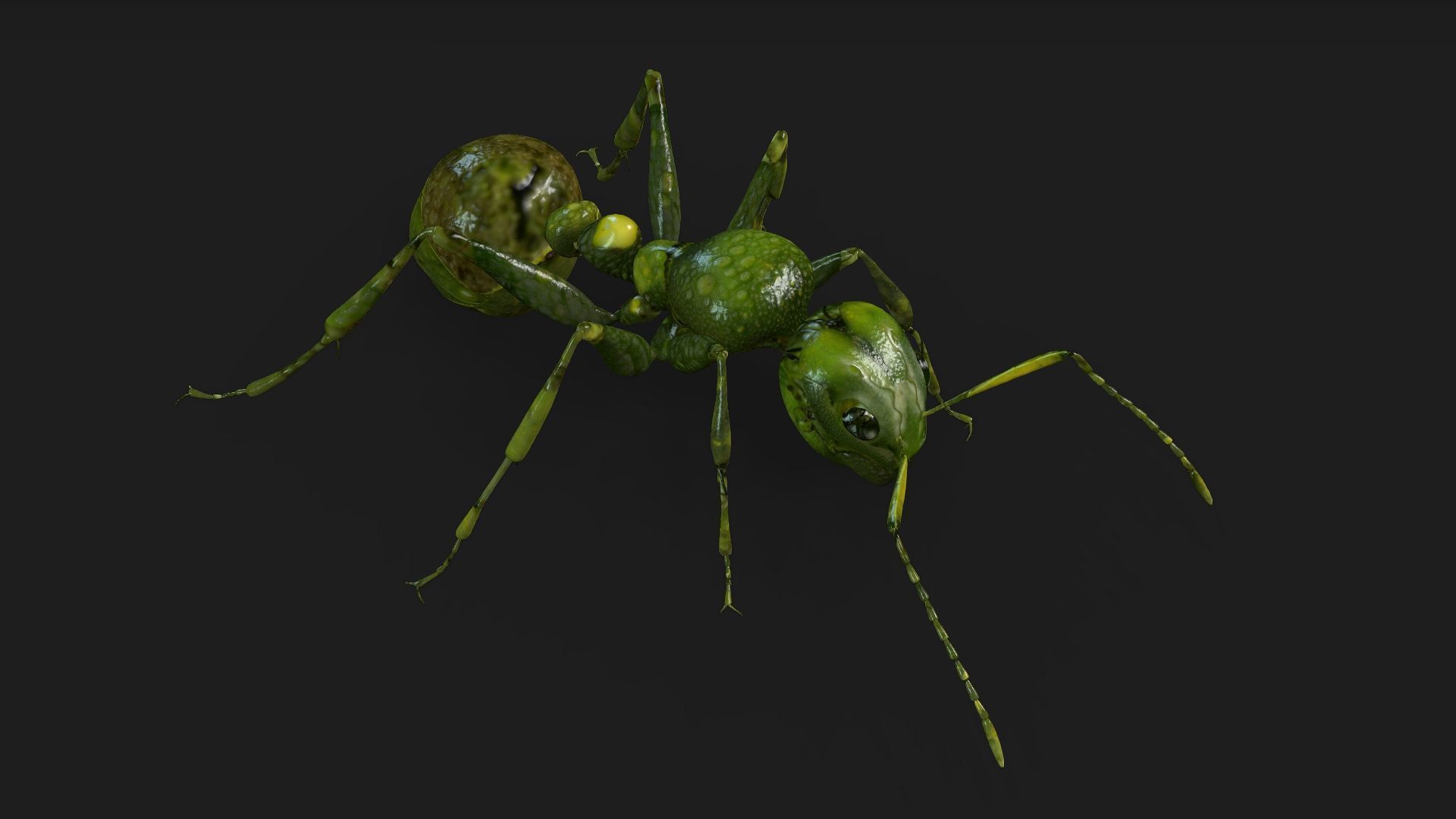 Ant-V1 3D model_5