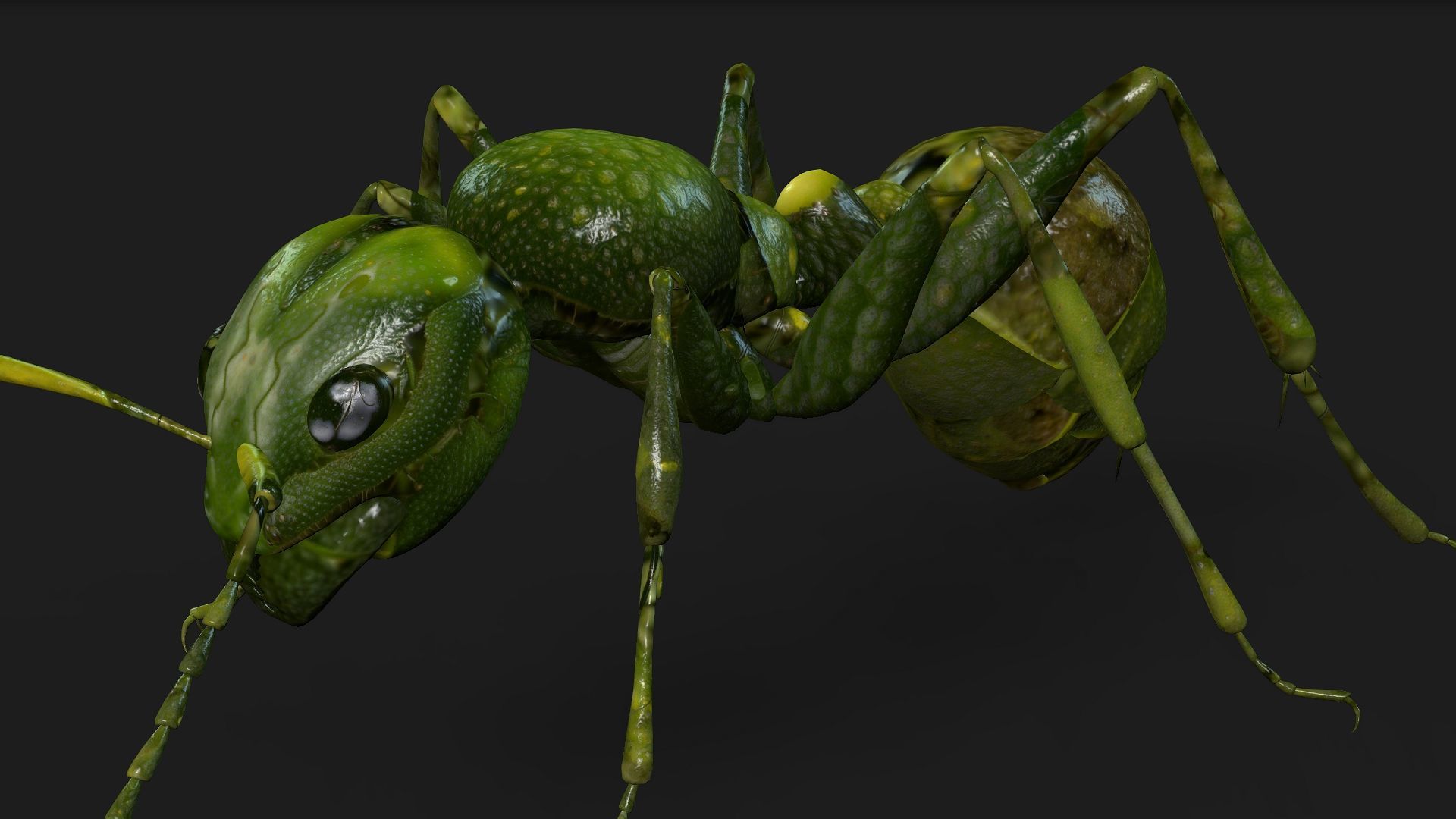 Ant-V1 3D model_7
