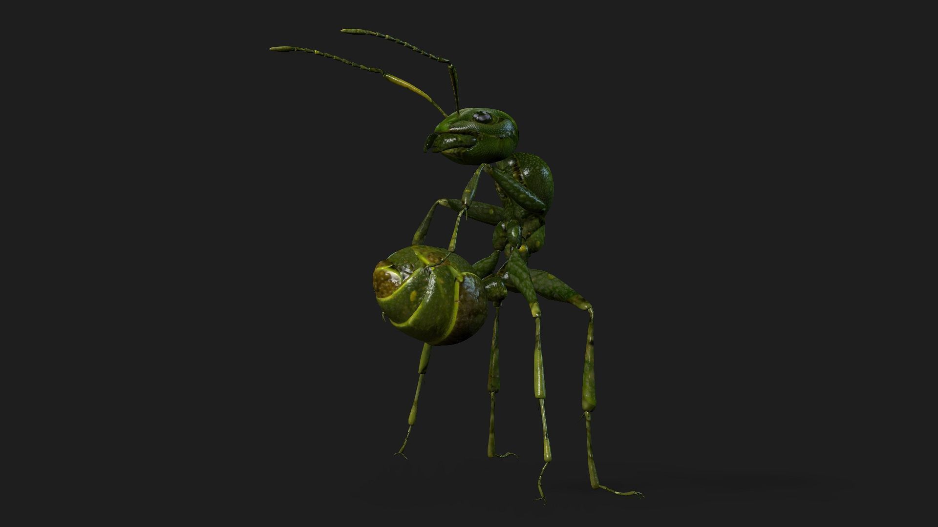 Ant-V1 3D model_3