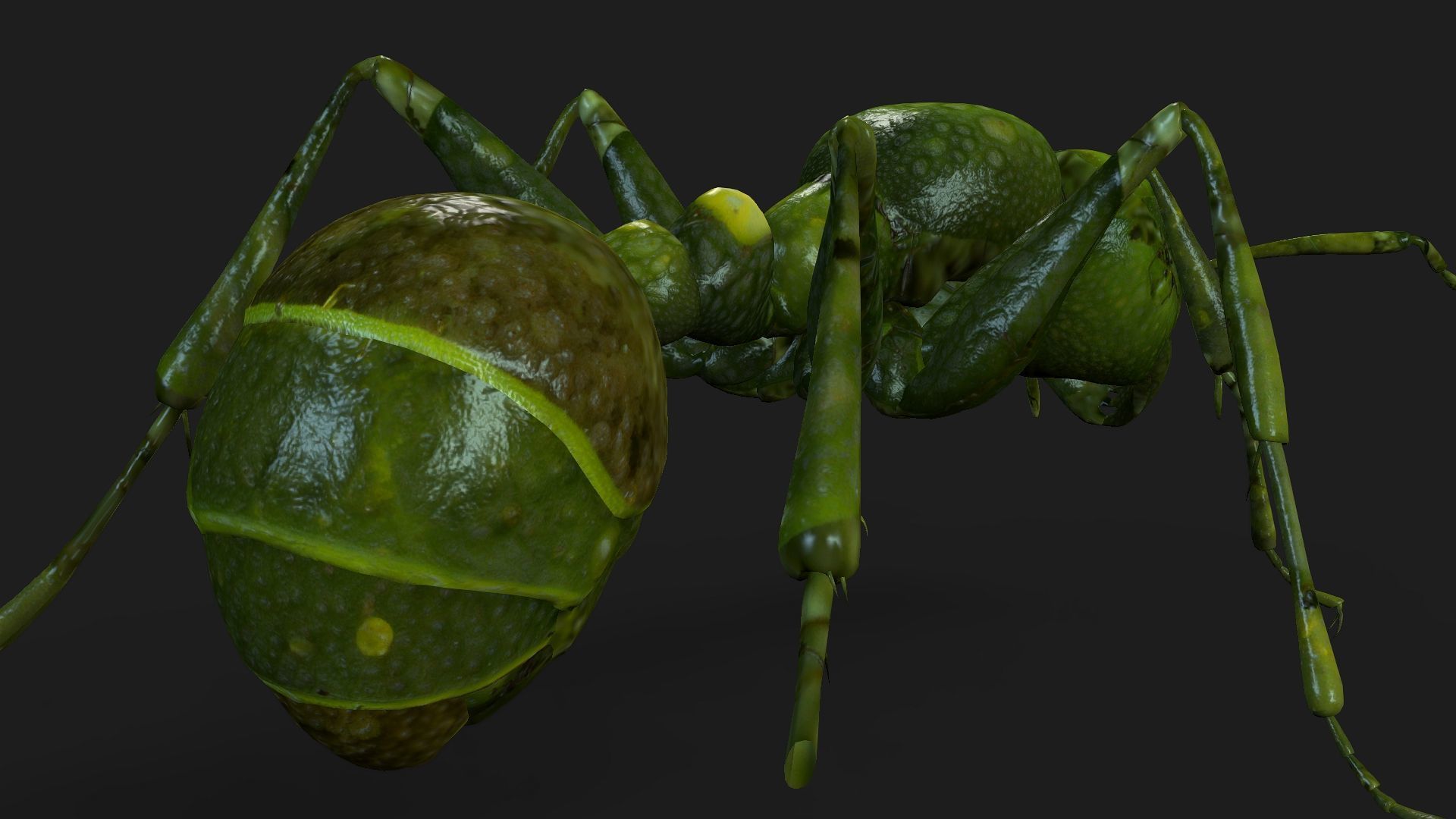 Ant-V1 3D model_8