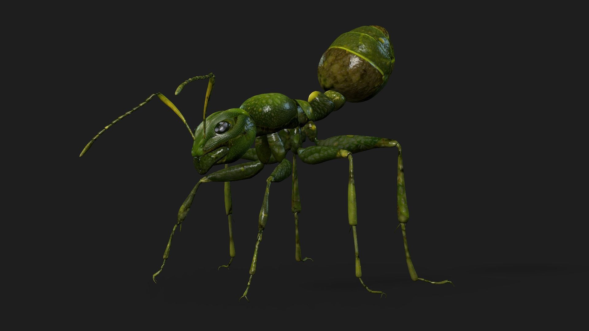 Ant-V1 3D model_11