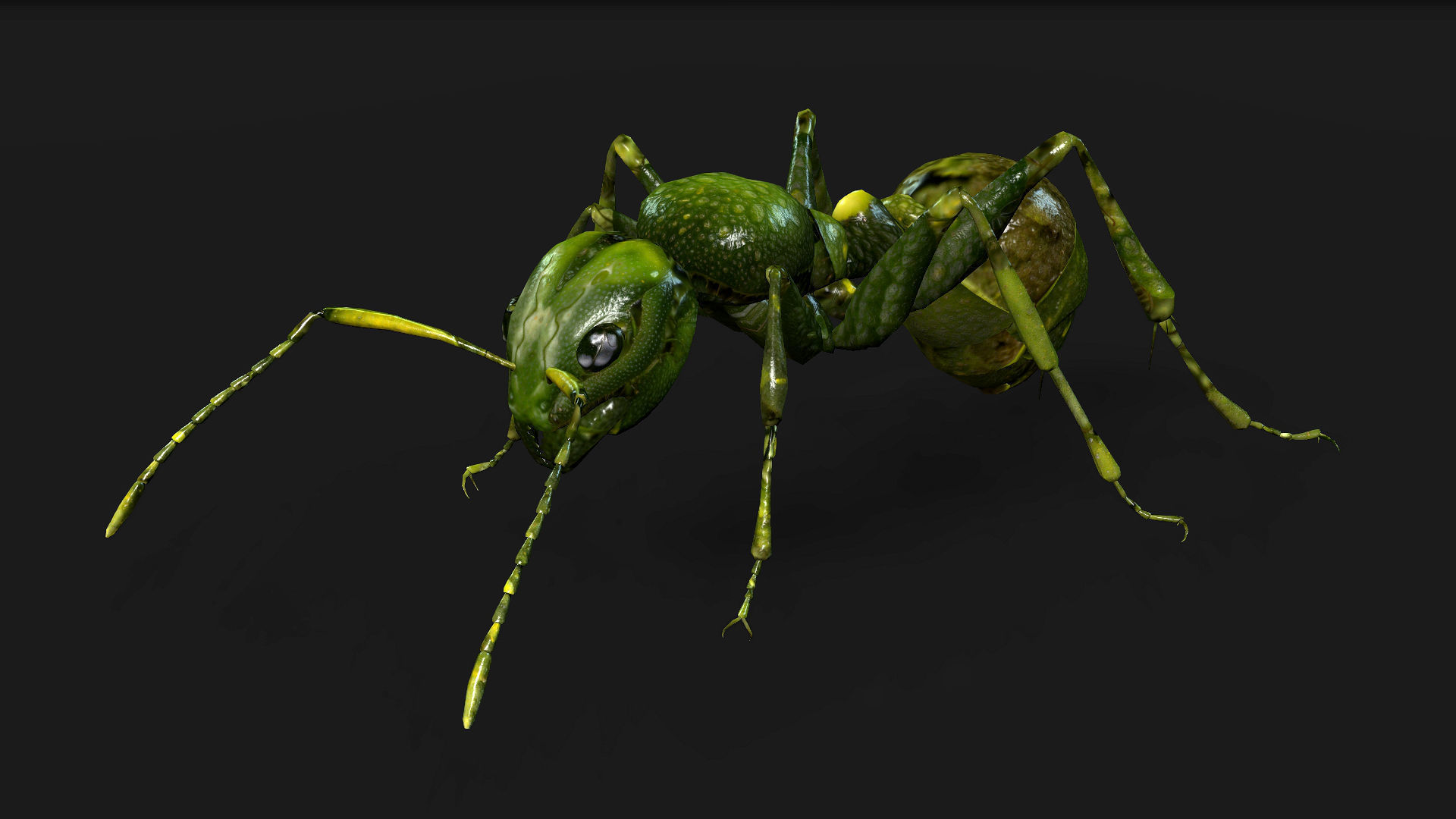 Ant-V1 3D model_2