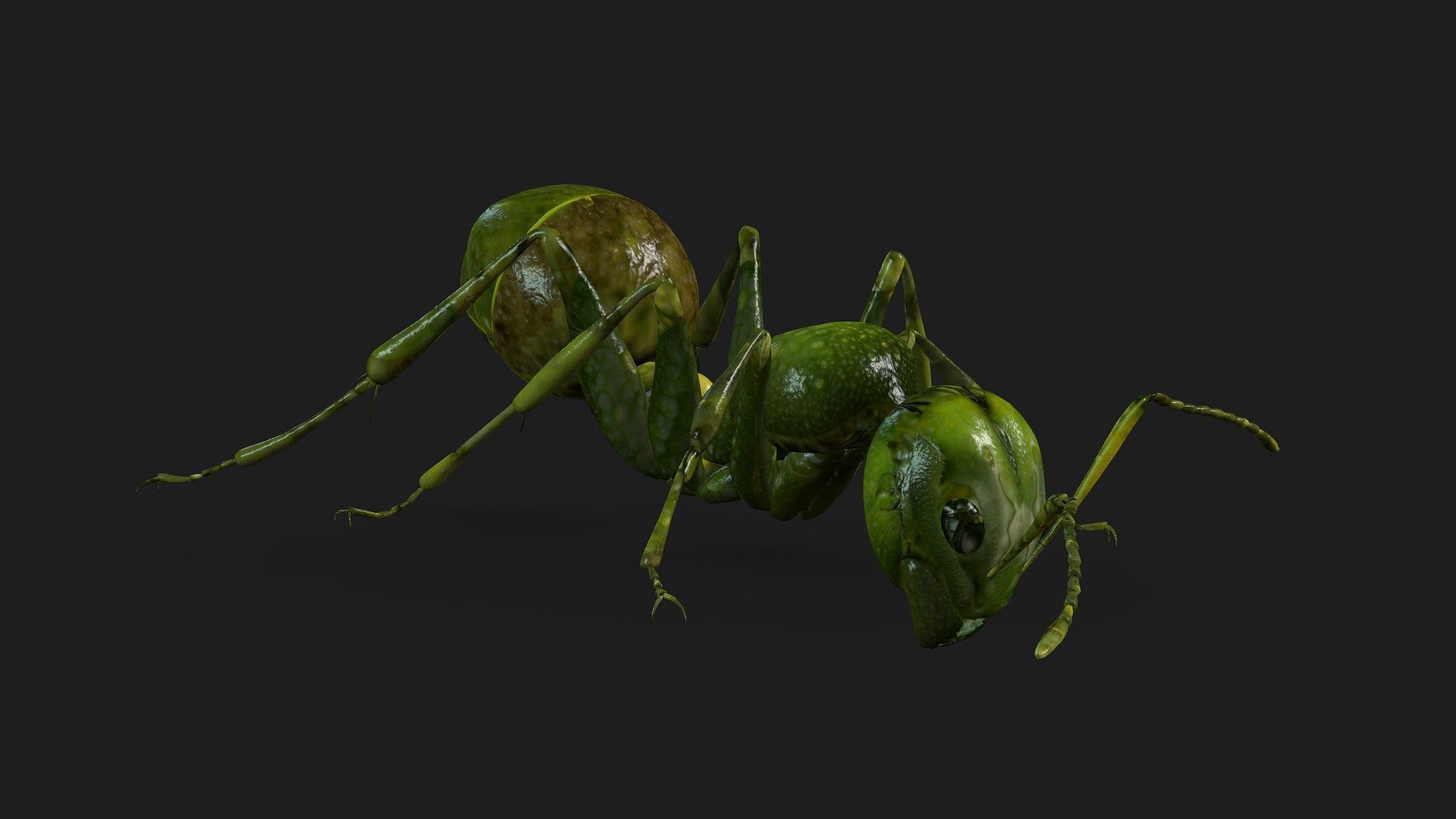 Ant-V1 3D model_10